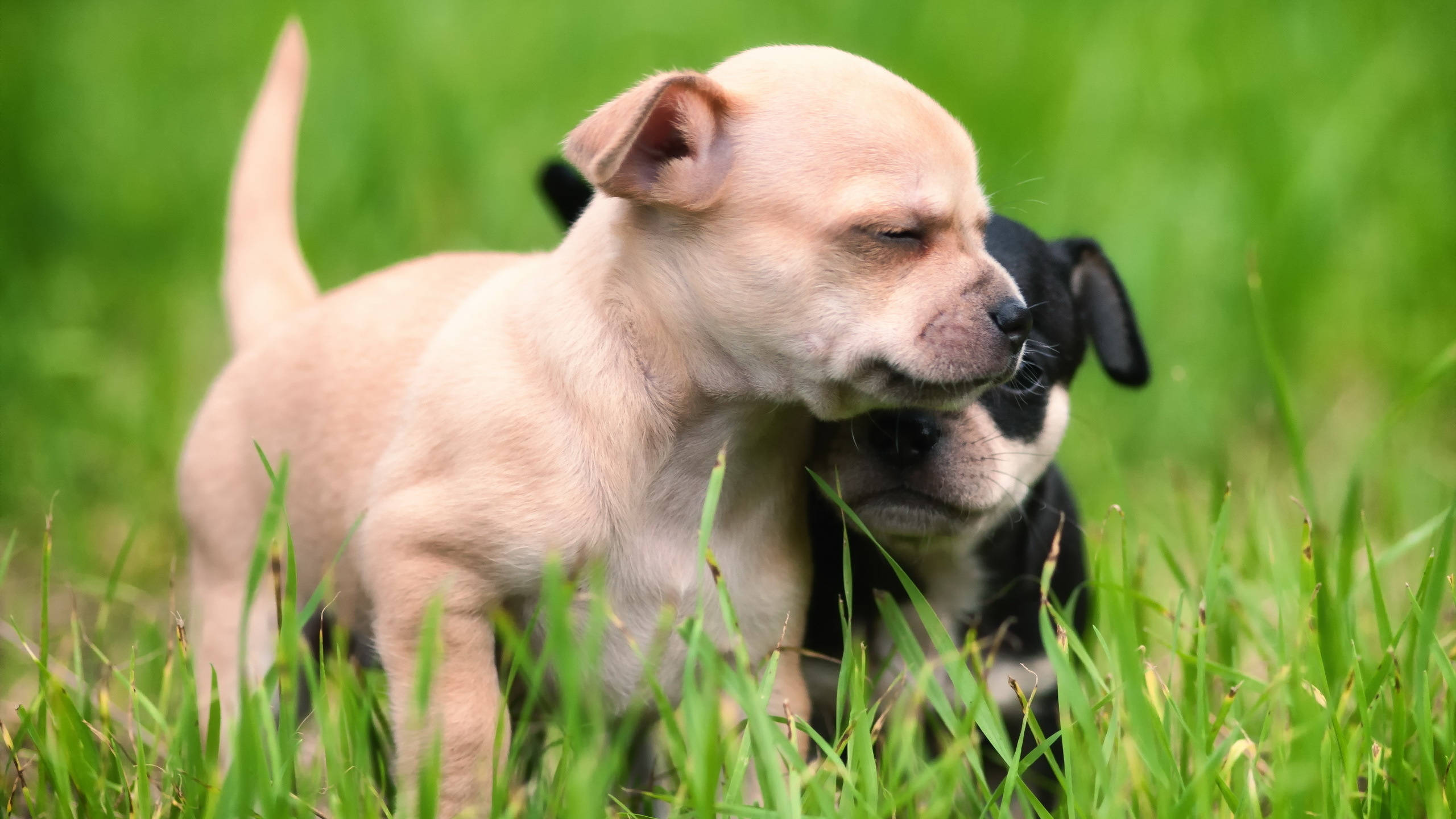 Bulldog 桌布 壁紙 — 兩隻可愛的吉娃娃幼犬，一隻淺褐色，一隻黑白相間，在翠綠的草地上互相依偎。