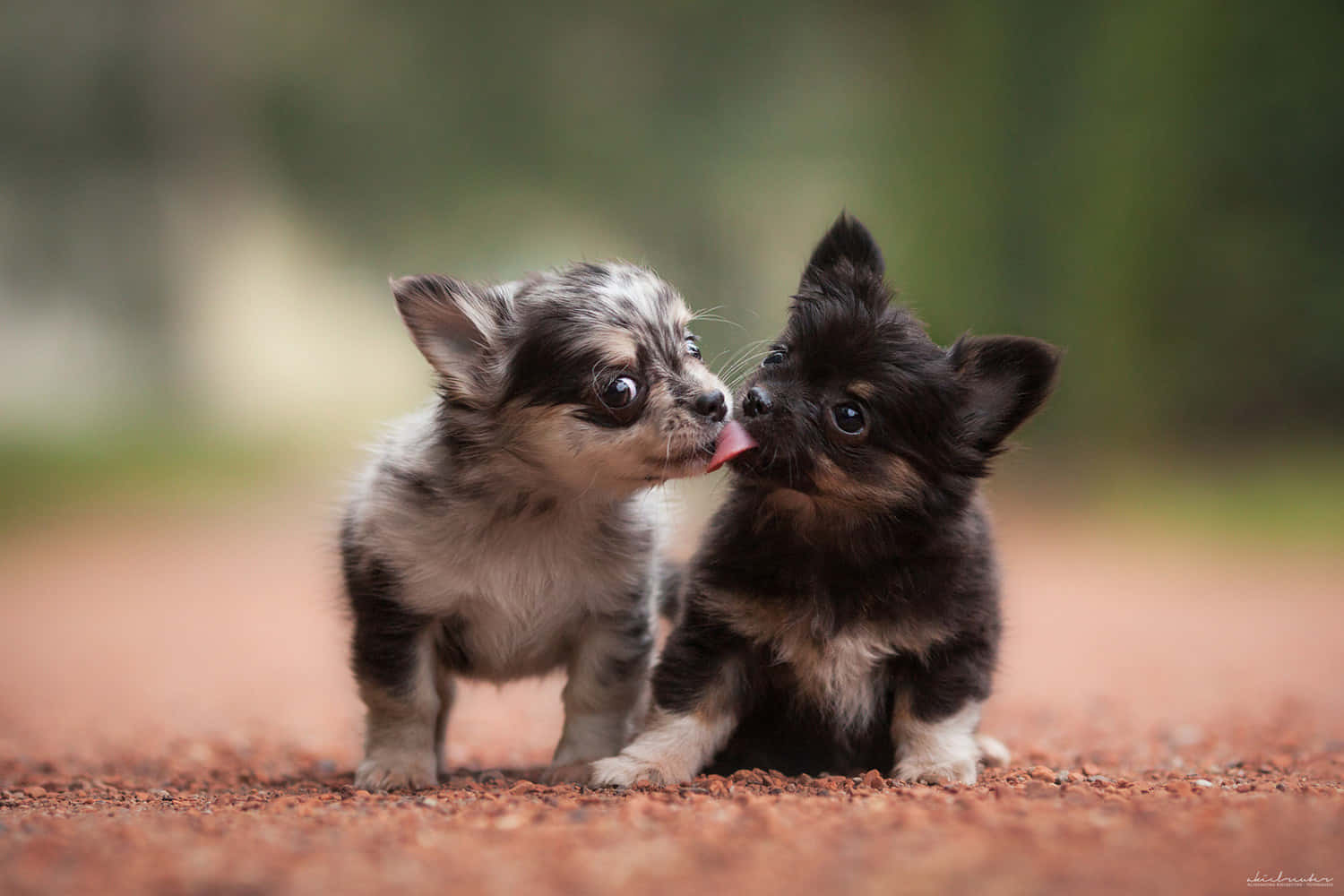 Cute Puppies 桌布 壁紙 — 兩隻可愛的吉娃娃幼犬，一隻黑色一隻灰色帶白色斑紋，在紅色的碎石路上玩耍互動。