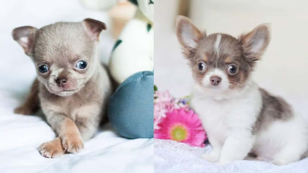 Teacup Chihuahua 桌布 壁紙 — 兩隻可愛的吉娃娃幼犬，有大眼睛，一隻灰色一隻白色，旁邊有粉紅色花