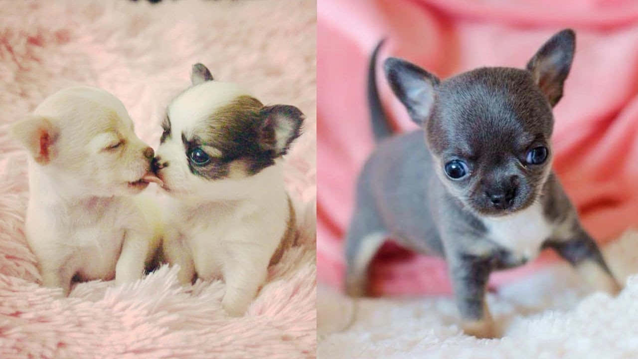 Teacup Chihuahua 桌布 壁紙 — 兩隻可愛的吉娃娃幼犬在毛茸茸的粉紅色毯子上依偎，而第三隻灰色幼犬有著大大的藍眼睛，好奇地凝視著。