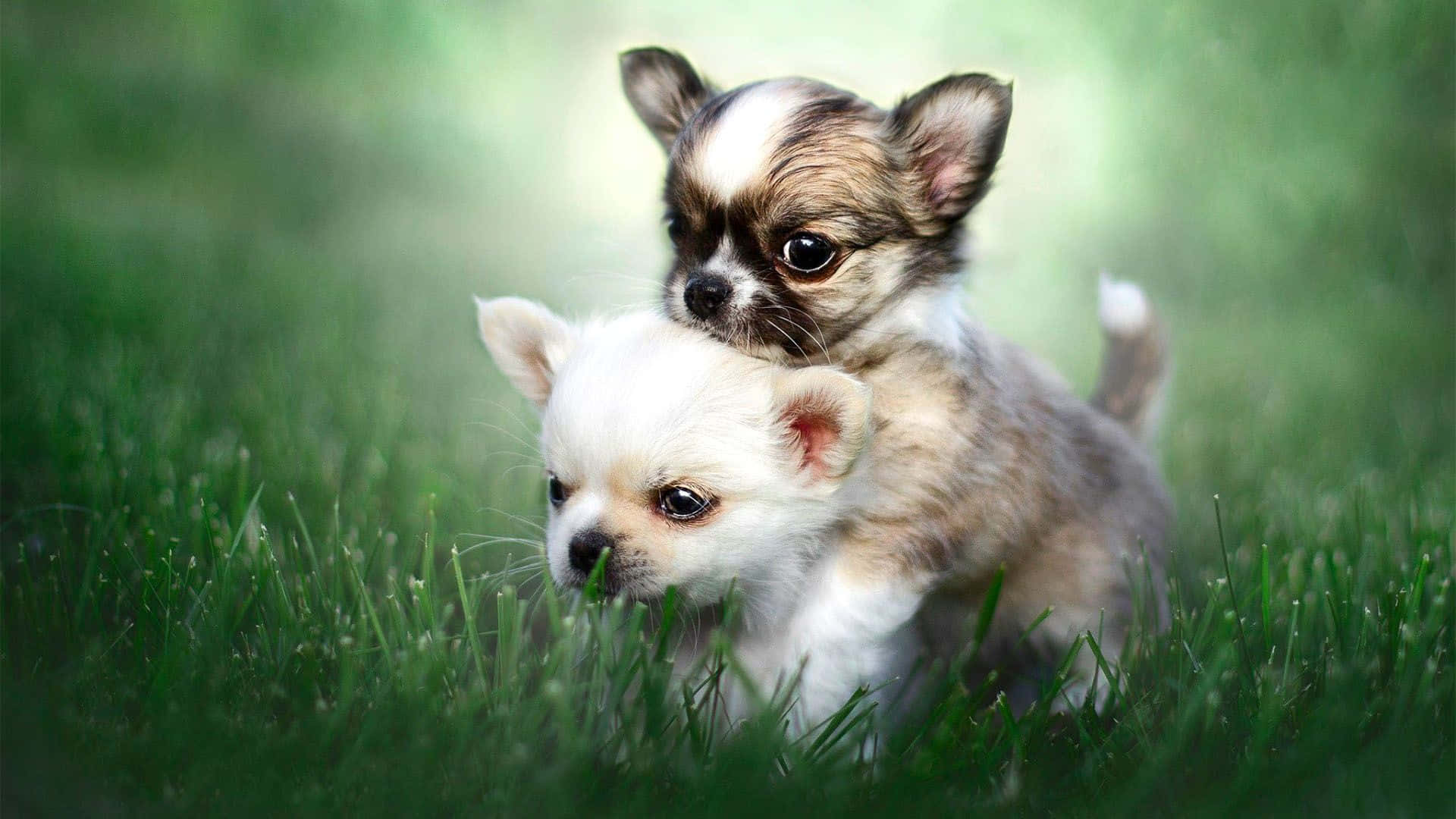 Chihuahua Dog 桌布 壁紙 — 兩隻可愛的吉娃娃幼犬在陽光明媚的草地上嬉戲擁抱，背景是柔和散景。