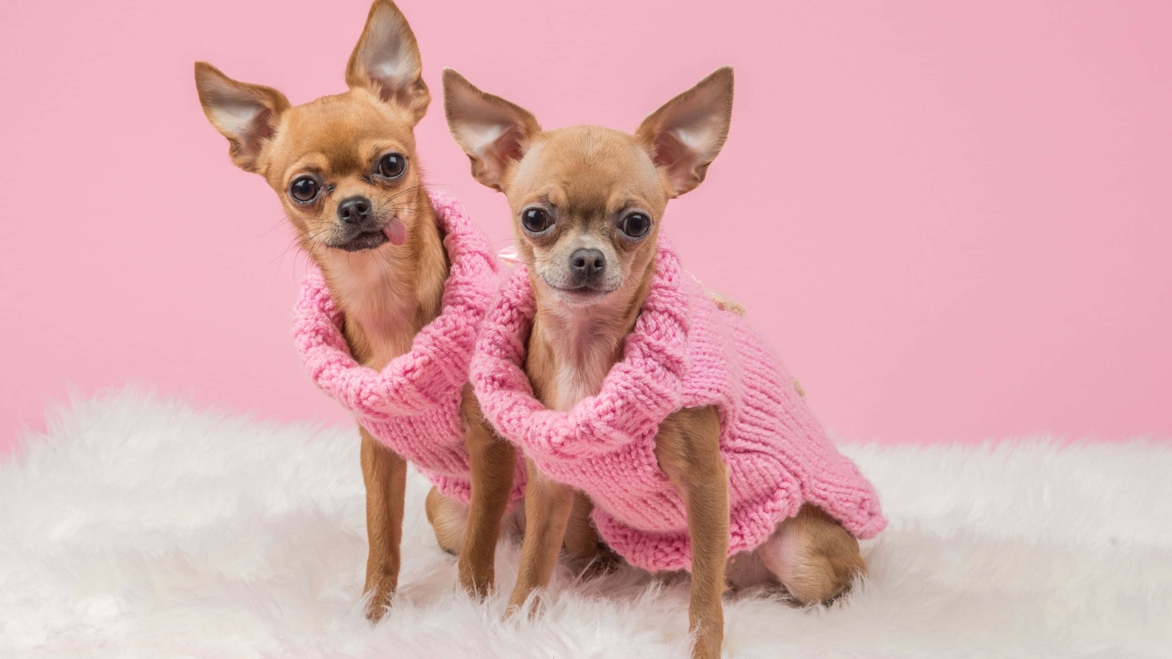 cute dogs 桌布 壁紙 — 兩隻可愛的吉娃娃穿著相配的粉紅色針織毛衣，坐在柔軟的白色地毯上，背景是柔和的粉紅色。