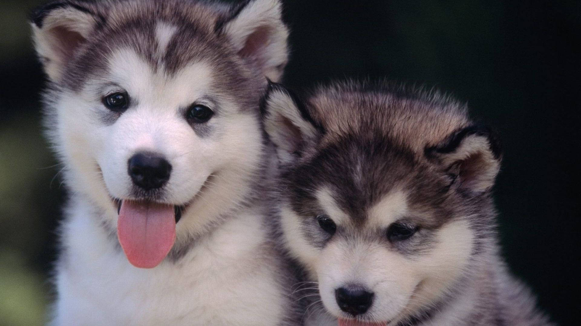 Puppies 桌布 壁紙 — 兩隻可愛的哈士奇幼犬，擁有蓬鬆的灰色和白色毛髮，一隻頑皮地伸出粉紅色舌頭，另一隻則好奇地向前看。