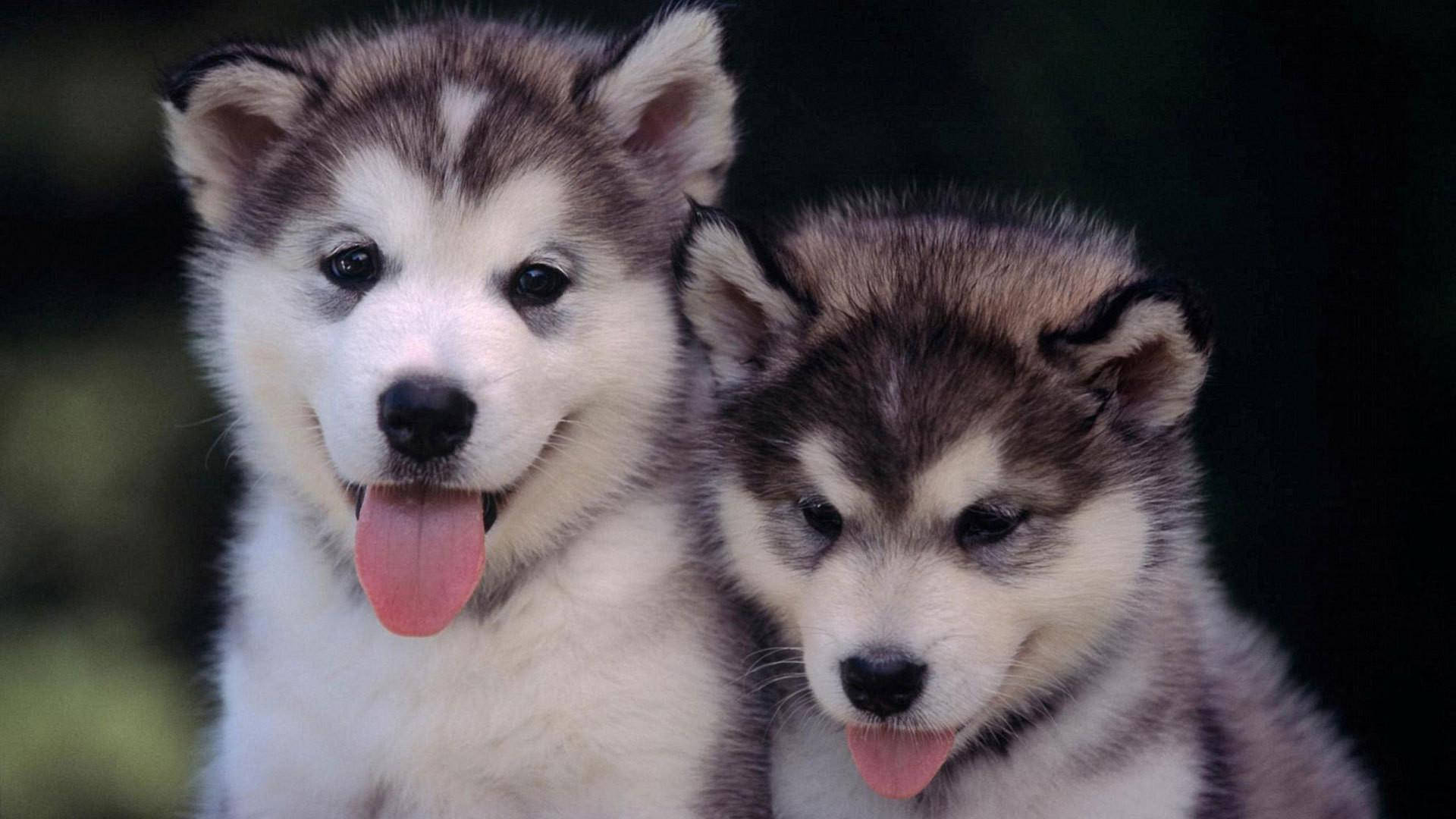 Dogs 桌布 壁紙 — 兩隻可愛的哈士奇幼犬，毛茸茸的灰色和白色毛髮，向前凝視，其中一隻開心地吐著舌頭喘氣。
