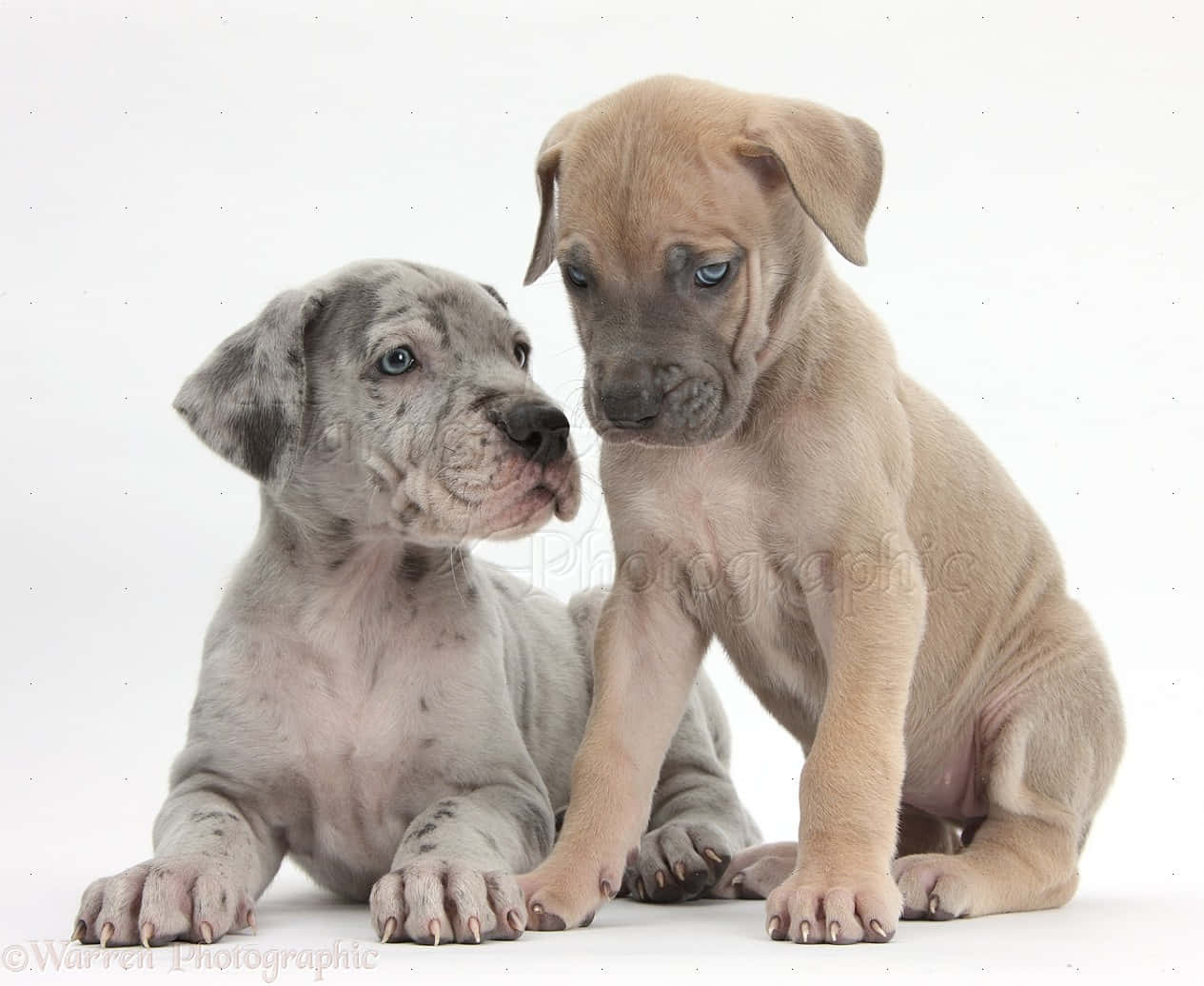 Great Dane Puppies 桌布 壁紙 — 兩隻可愛的大丹犬幼犬，一隻灰色斑點，一隻淺黃褐色，緊貼坐在白色背景上，用大大的藍眼睛向前凝視。
