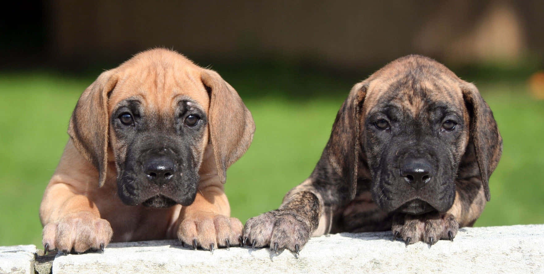 Great Dane Puppies 桌布 壁紙 — 兩隻可愛的大丹犬幼犬，垂耳且眼神豐富，從石頭邊緣探出頭來，背景是柔和的綠色。