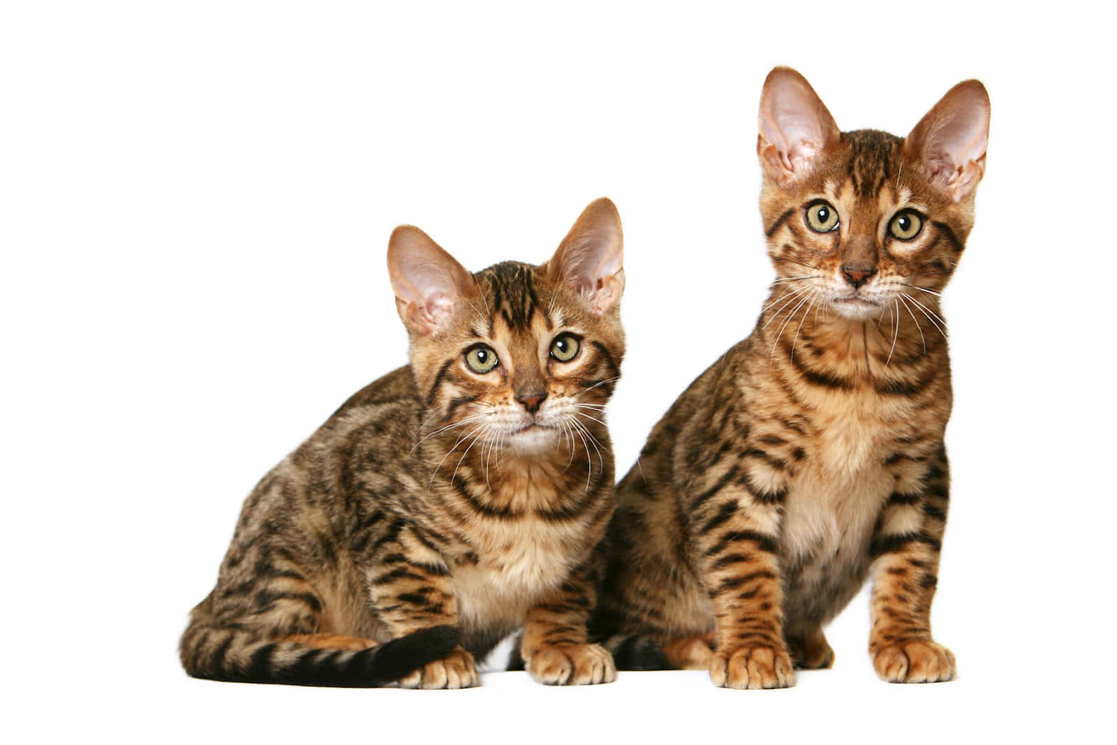 Toyger 桌布 壁紙 — 兩隻可愛的孟加拉貓，擁有引人注目的斑點皮毛和一雙綠色大眼睛，警覺地坐在純白色背景前。