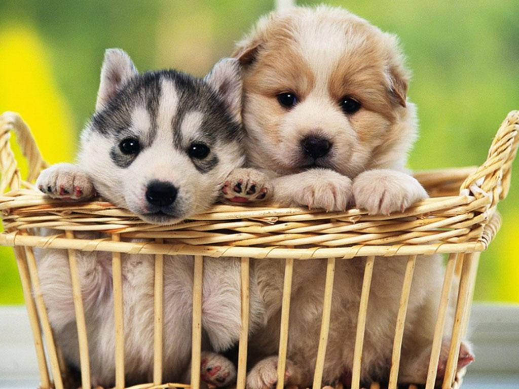 Dogs 桌布 壁紙 — 兩隻可愛的小狗，一灰一白，一奶油色，從編織籃子的邊緣探出頭來，背景是柔和的綠色。