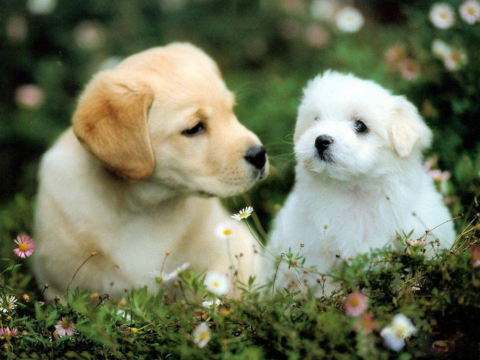 黃金獵犬 桌布 壁紙 — 兩隻可愛的小狗，一金一白，一起坐在雛菊和野花田裡。