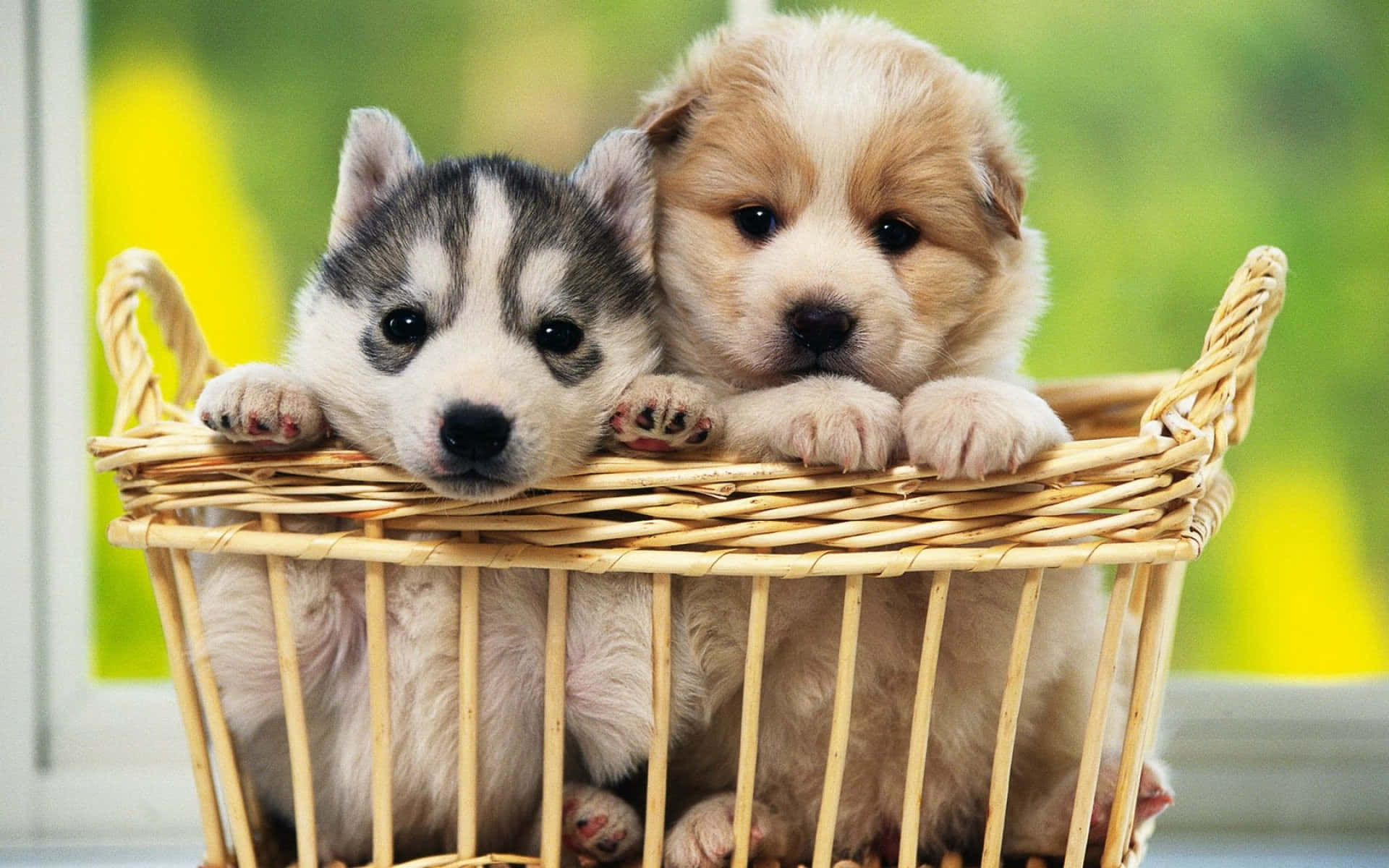 cute dogs 桌布 壁紙 — 兩隻可愛的小狗，一隻哈士奇和一隻黃金獵犬，將爪子擱在柳條籃的邊緣，用天真無邪的眼睛向前凝視。