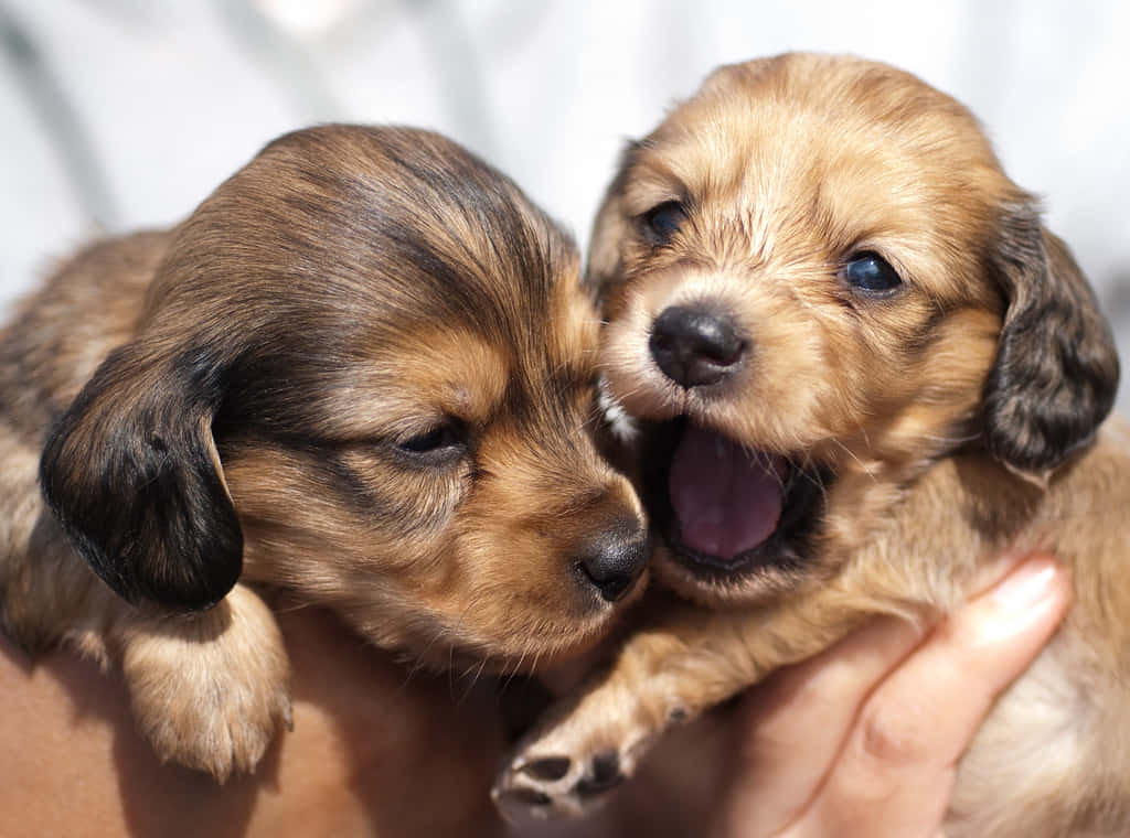 Dachshund Puppy 桌布 壁紙 — 兩隻可愛的小狗，一隻張大嘴打哈欠伸舌頭，另一隻靠著頭部，輕輕地被人用手抱著。