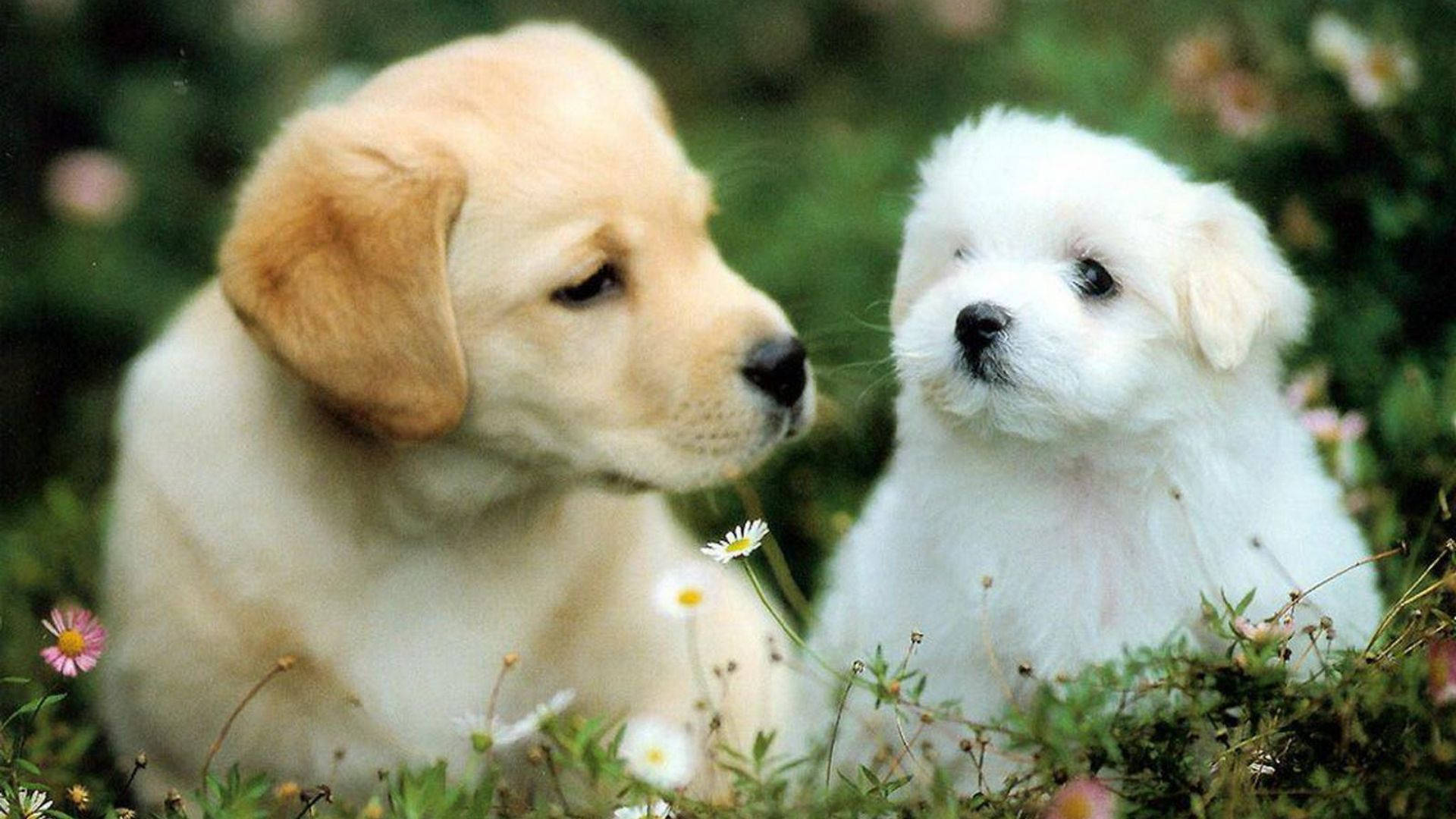 Puppies 桌布 壁紙 — 兩隻可愛的小狗，一隻金色和一隻白色，一起坐在長滿雛菊和野花的草地上。
