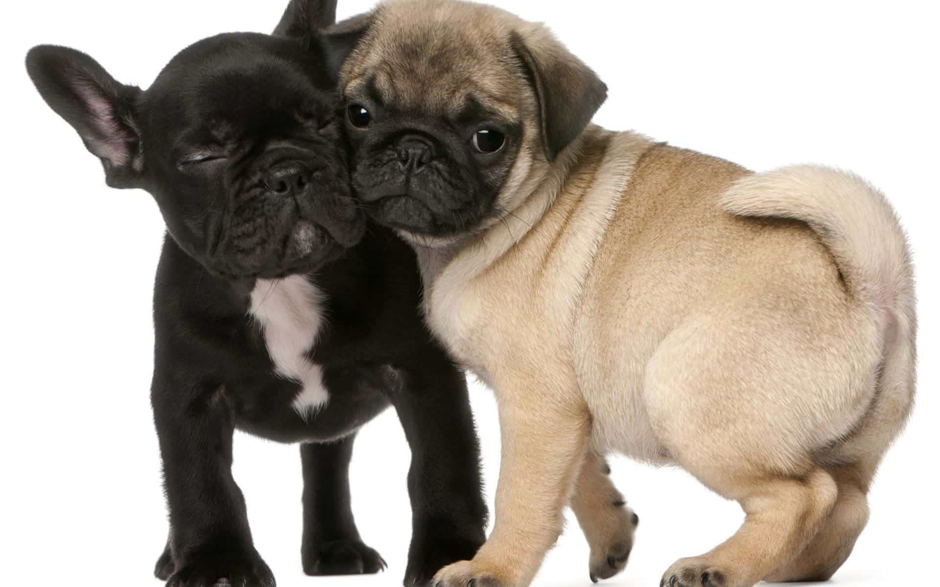 Bulldog 桌布 壁紙 — 兩隻可愛的小狗，一隻黑色法國鬥牛犬和一隻淺黃色哈巴狗，在純白色背景下緊密地站在一起。