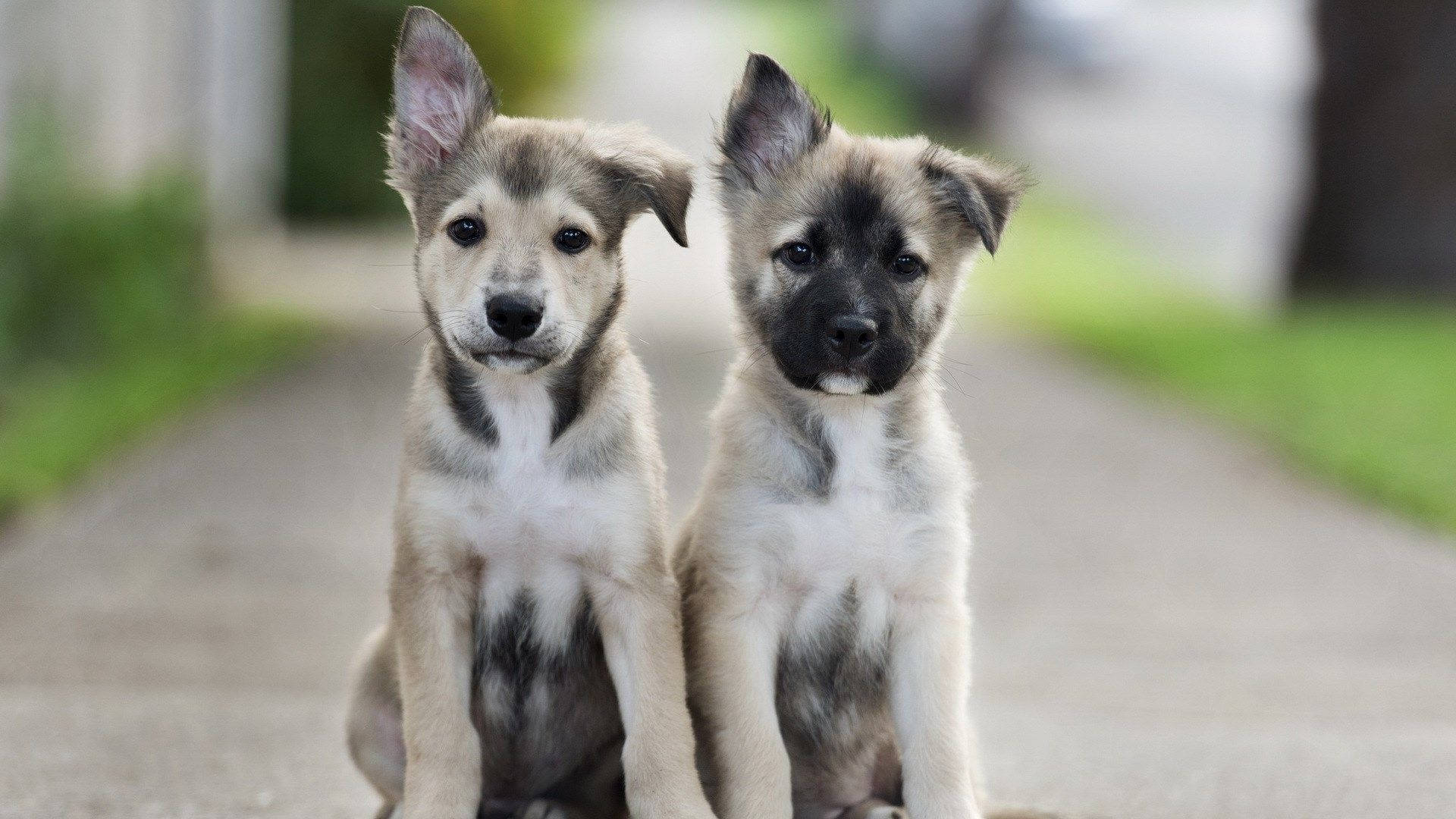 Puppies 桌布 壁紙 — 兩隻可愛的小狗，毛茸茸的毛髮和大眼睛，並排坐在鋪砌的小徑上，周圍是綠色的草地。