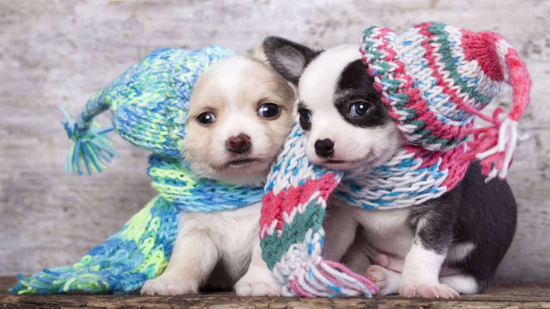 Puppies 桌布 壁紙 — 兩隻可愛的小狗戴著色彩繽紛的針織帽和圍巾，並排坐在木質表面上，背景是帶有紋理的灰色。
