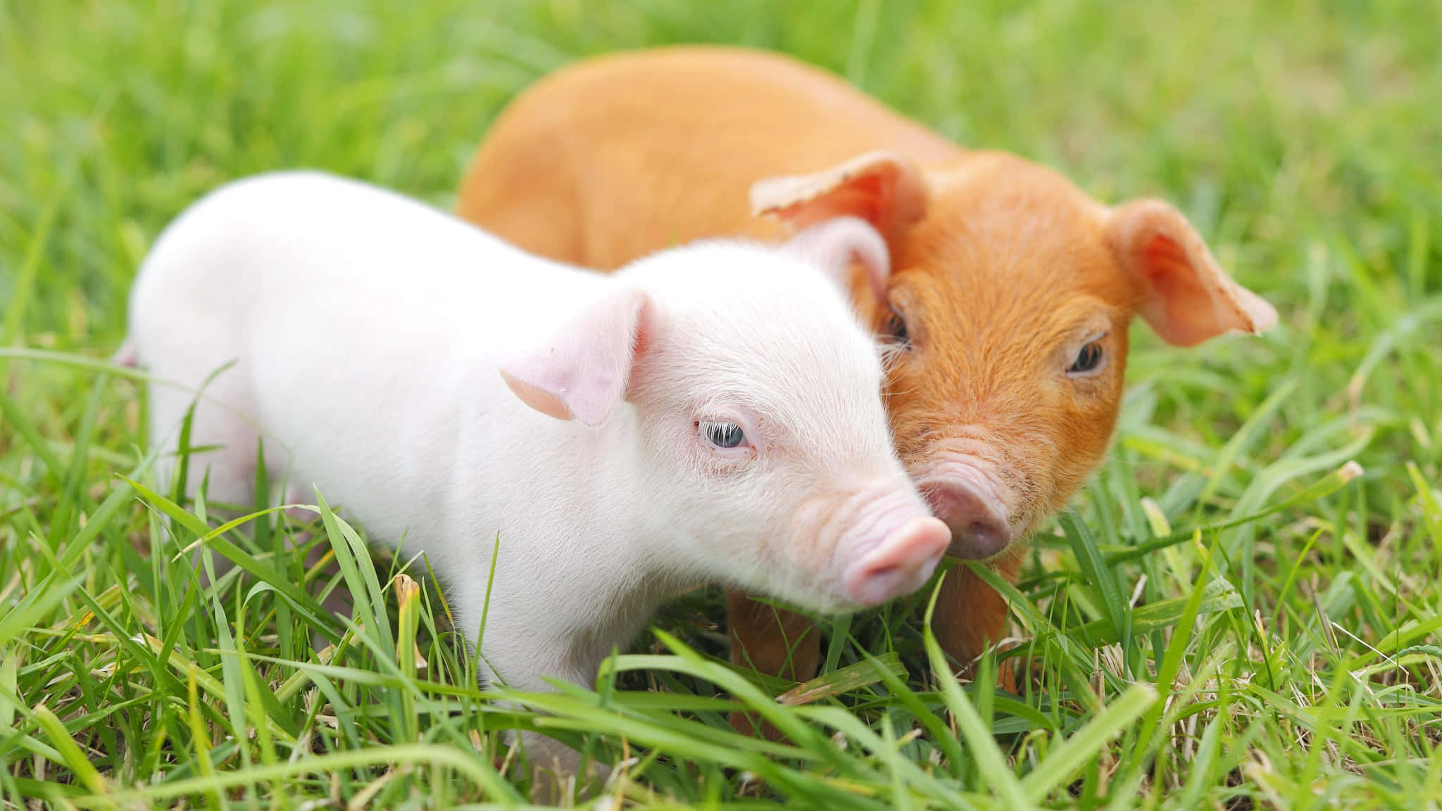 Pig 桌布 壁紙 — 兩隻可愛的小豬，一隻白色和一隻帶紅色，在充滿活力的綠色草地上休息，光線柔和自然。