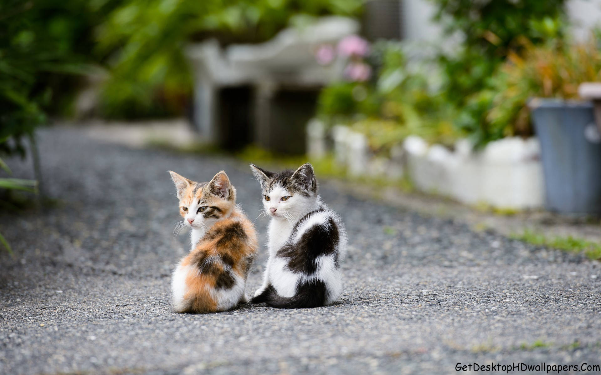 Cute Cats And Kittens 桌布 壁紙 — 兩隻可愛的小貓，一隻三色貓和一隻黑白貓，並排坐在一條被茂密綠植環繞的碎石路上。