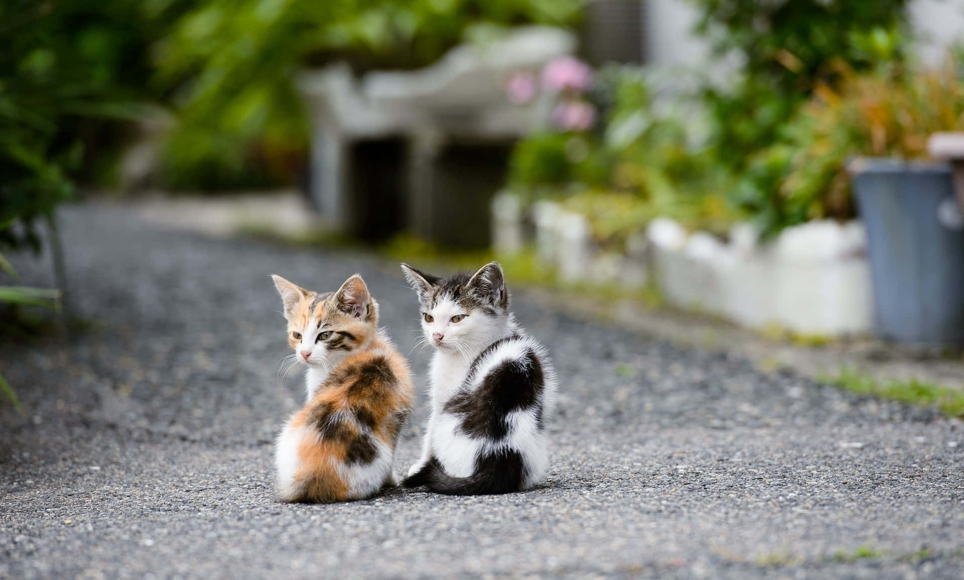 Cute Cat 桌布 壁紙 — 兩隻可愛的小貓，一隻三色貓和一隻黑白貓，並排坐在一條被茂密綠植環繞的碎石路上。
