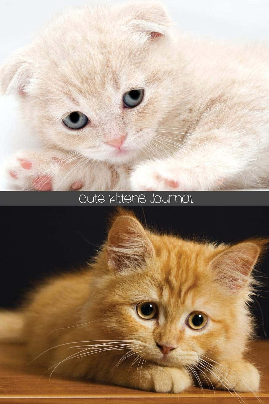 kittens 桌布 壁紙 — 兩隻可愛的小貓，一隻奶油色藍眼睛，一隻薑黃色大眼睛，直視觀眾。