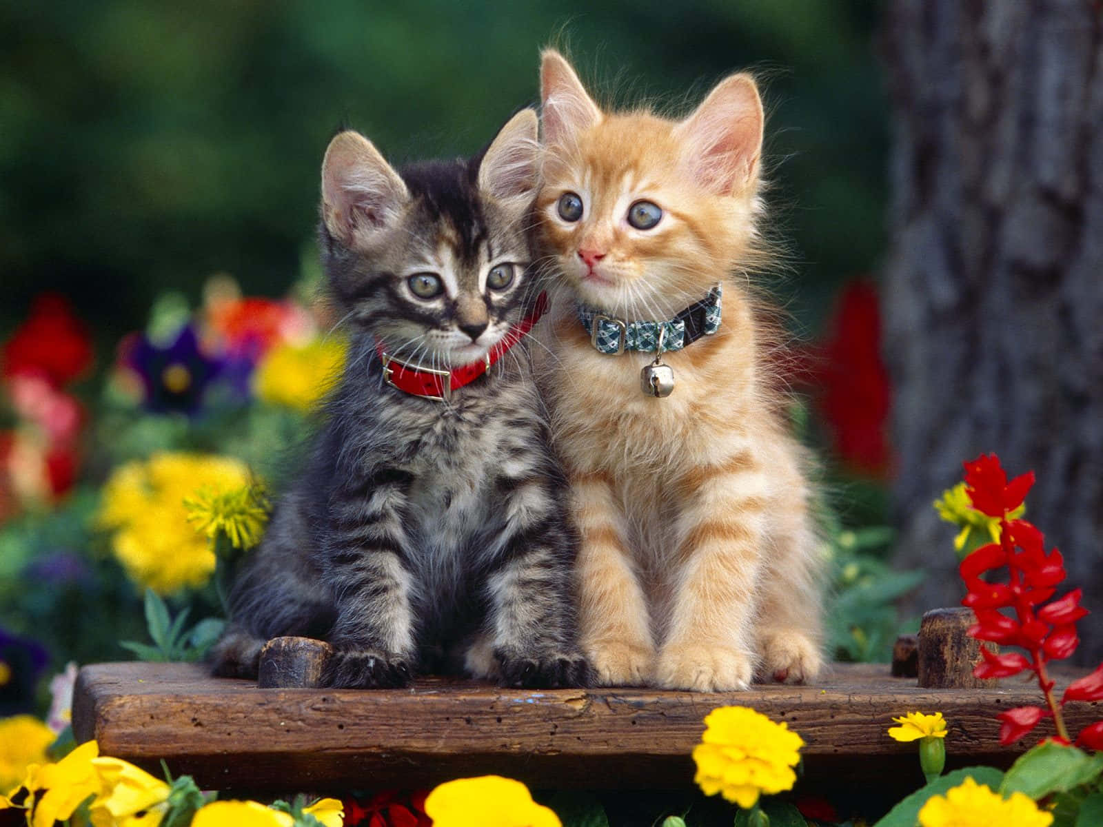 Cute Cat 桌布 壁紙 — 兩隻可愛的小貓，一隻虎斑一隻薑黃色，一起坐在木長椅上，周圍是色彩繽紛的花園花朵。