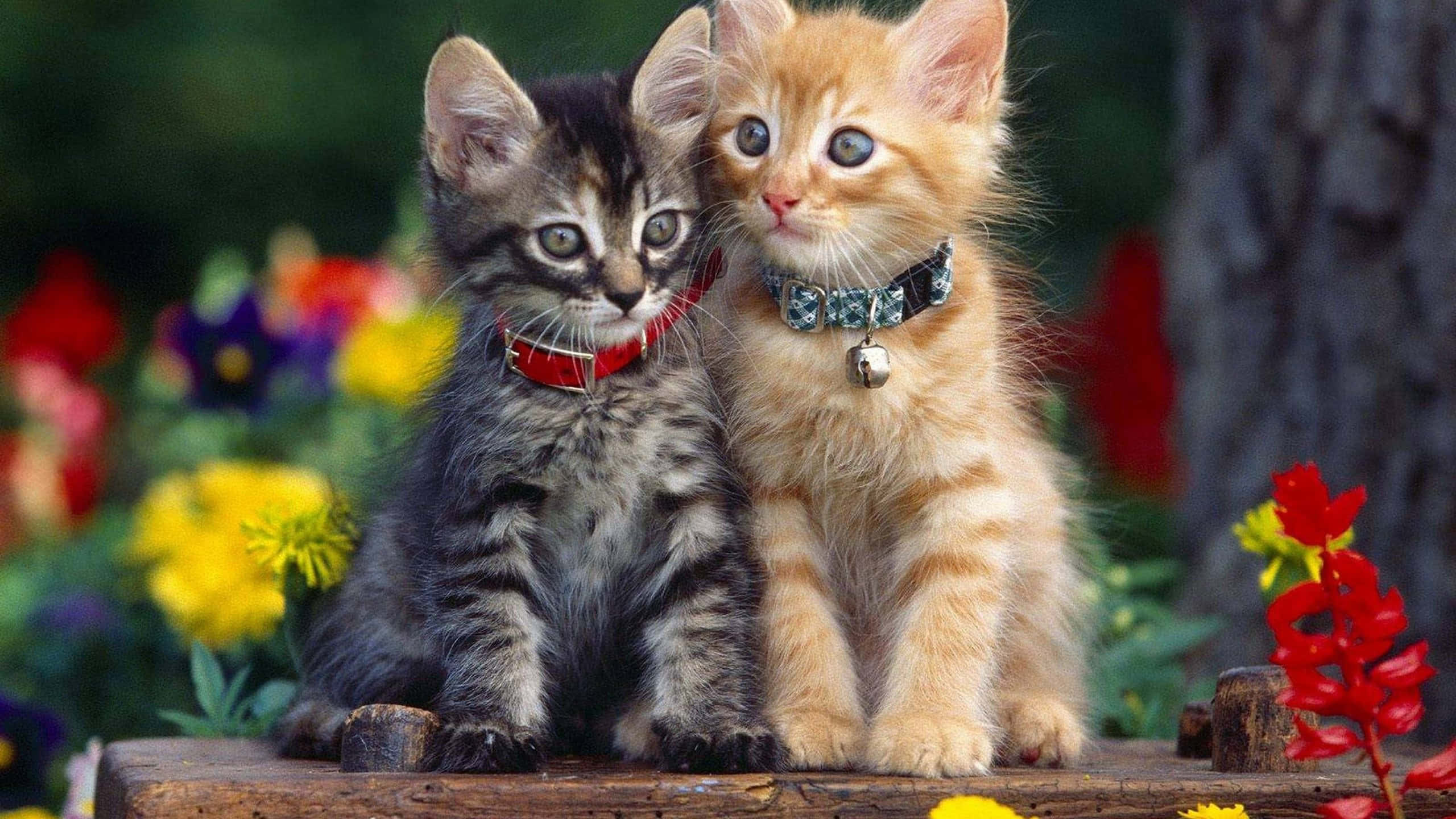 Cute Kittens 桌布 壁紙 — 兩隻可愛的小貓，一隻虎斑和一隻薑黃色，並排坐在木質表面上，周圍環繞著色彩繽紛的花園花朵。