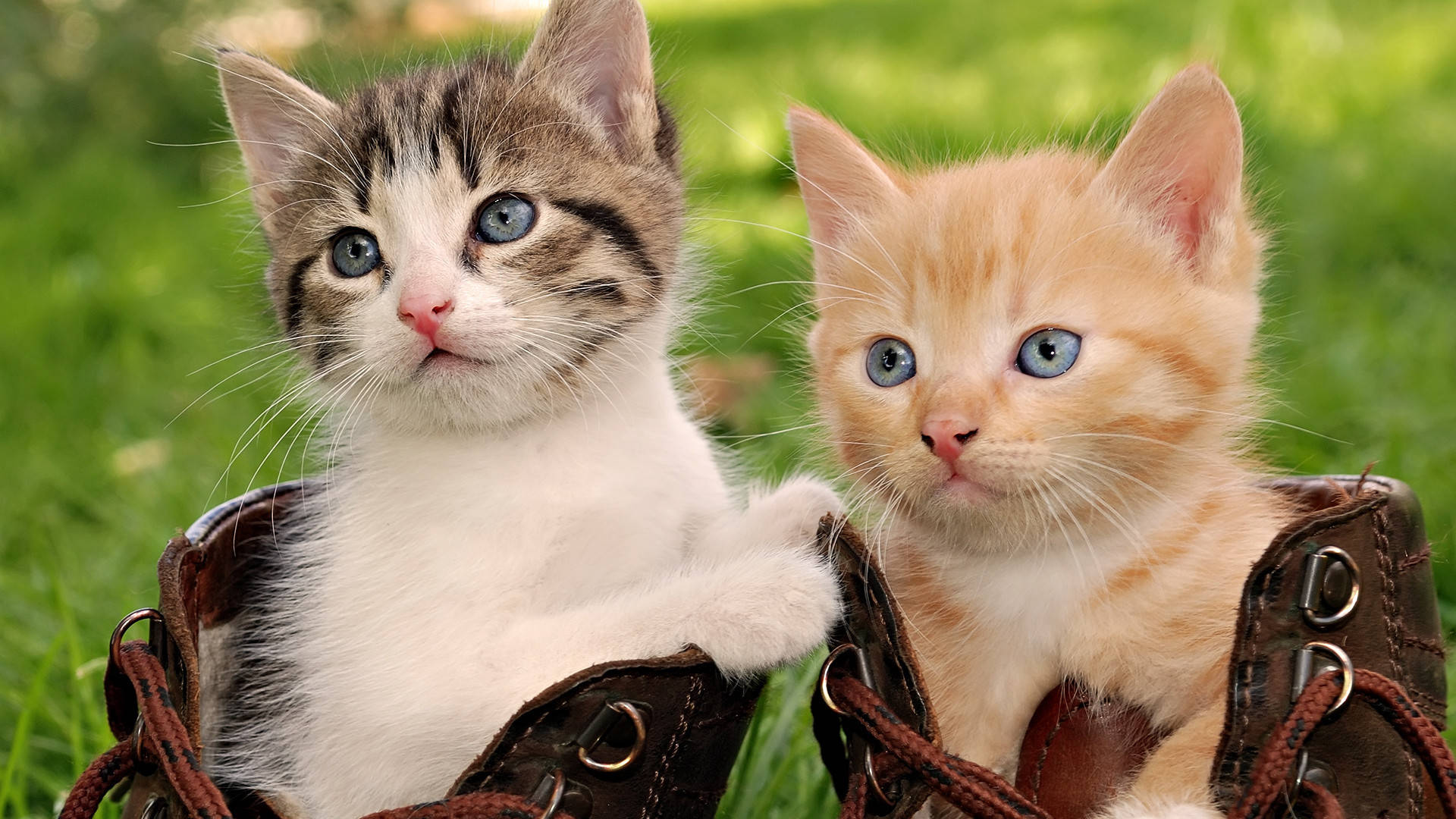 Beautiful Cats 桌布 壁紙 — 兩隻可愛的小貓咪，擁有引人注目的藍色眼睛，從一雙棕色皮靴裡探出頭來，背景是充滿活力的綠色草坪。