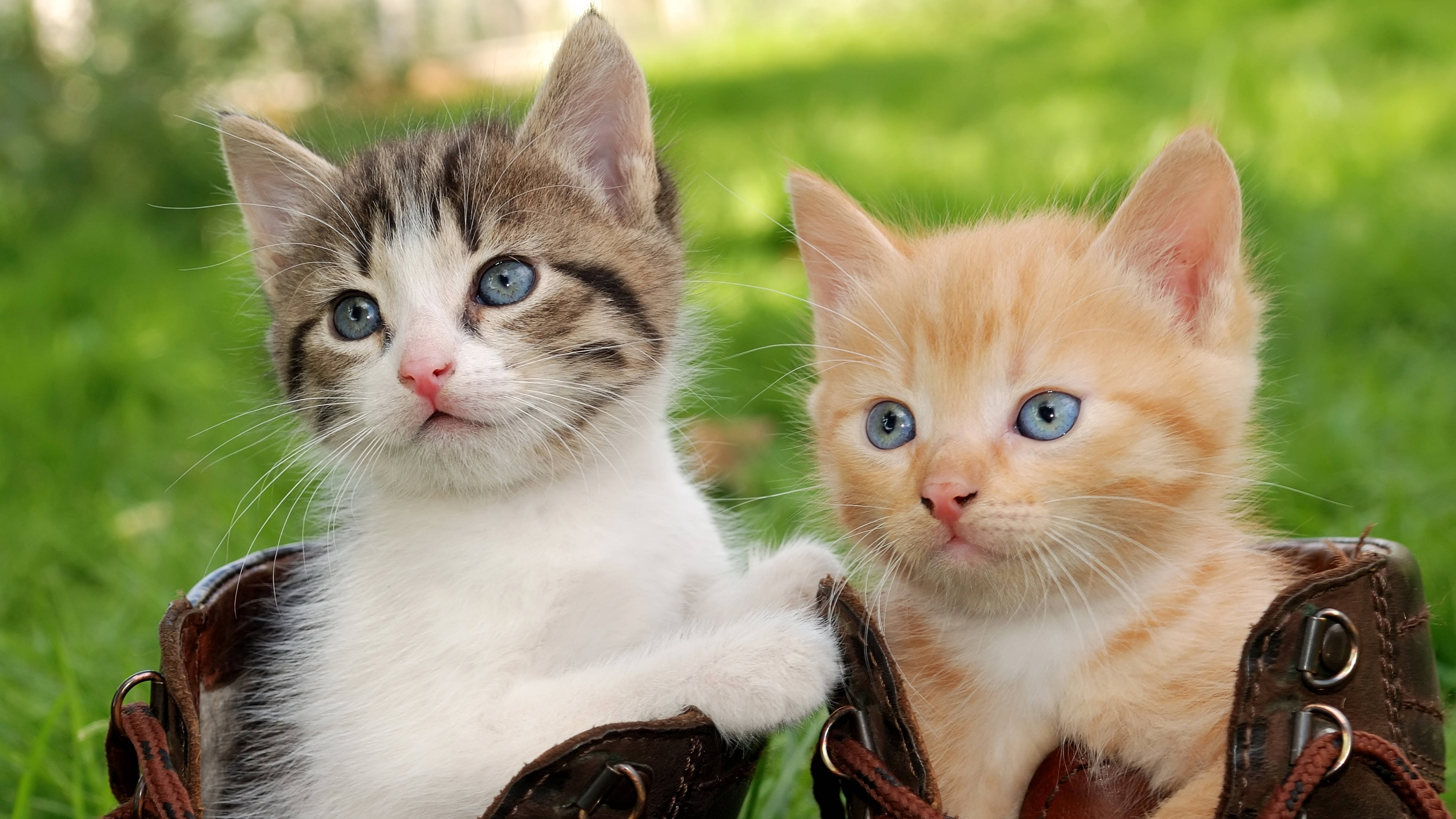 Cute Cat 桌布 壁紙 — 兩隻可愛的小貓咪，擁有引人注目的藍色眼睛，從一雙棕色皮靴裡探出頭來，背景是充滿活力的綠色草坪。