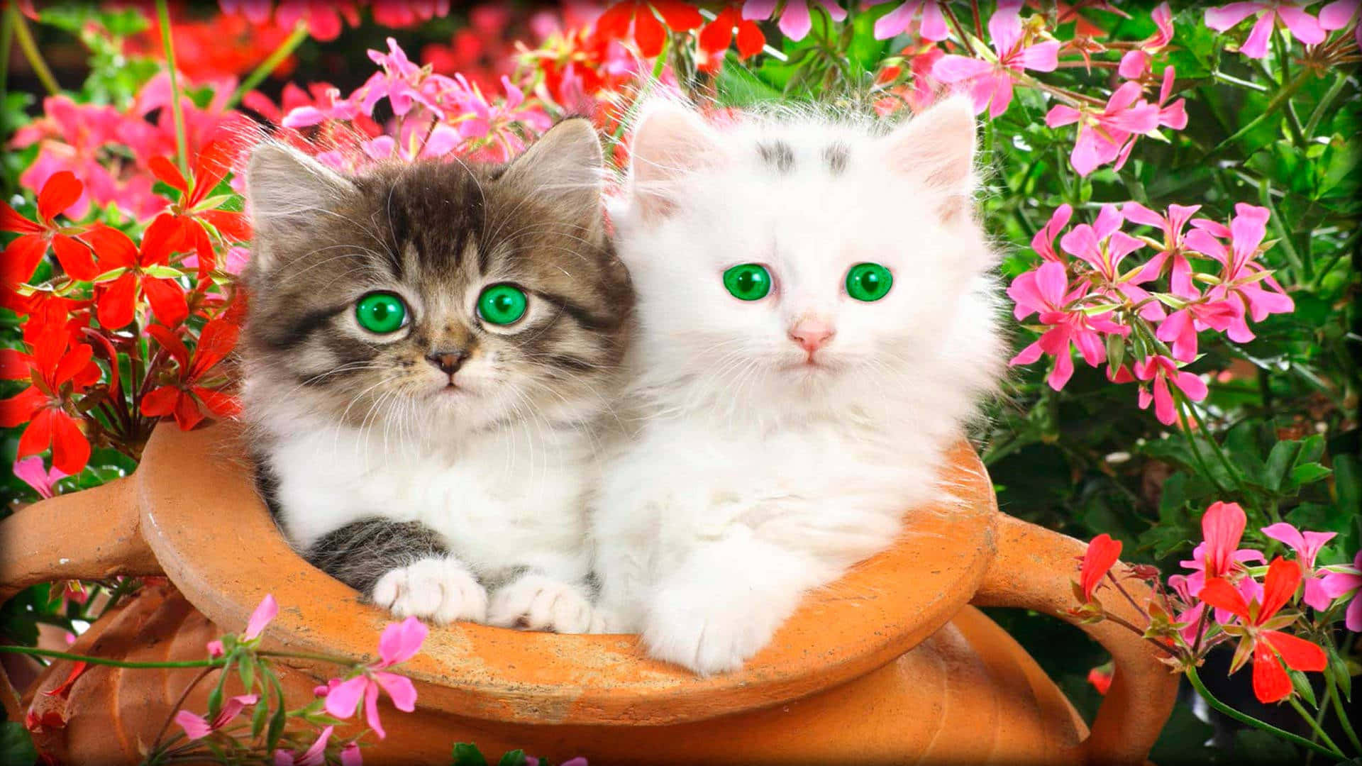 Beautiful Cats 桌布 壁紙 — 兩隻可愛的小貓咪，有著發光的綠色眼睛，一起坐在一個陶土花盆裡，周圍環繞著鮮豔的紅色和粉紅色花朵。