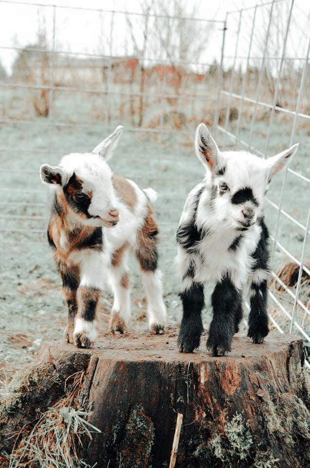 Aesthetic Animals 桌布 壁紙 — 兩隻可愛的年輕山羊，身上有斑點毛皮，好奇地站在一個風化的樹樁上，靠近鐵絲網圍欄，背景是柔和的戶外環境。