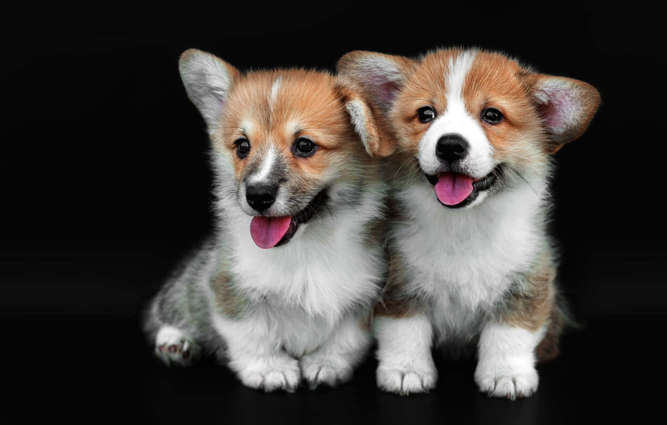 Puppies 桌布 壁紙 — 兩隻可愛的柯基幼犬，毛茸茸的皮毛和明亮的眼睛，並排坐在純黑色背景前，伸出舌頭，表情歡樂。