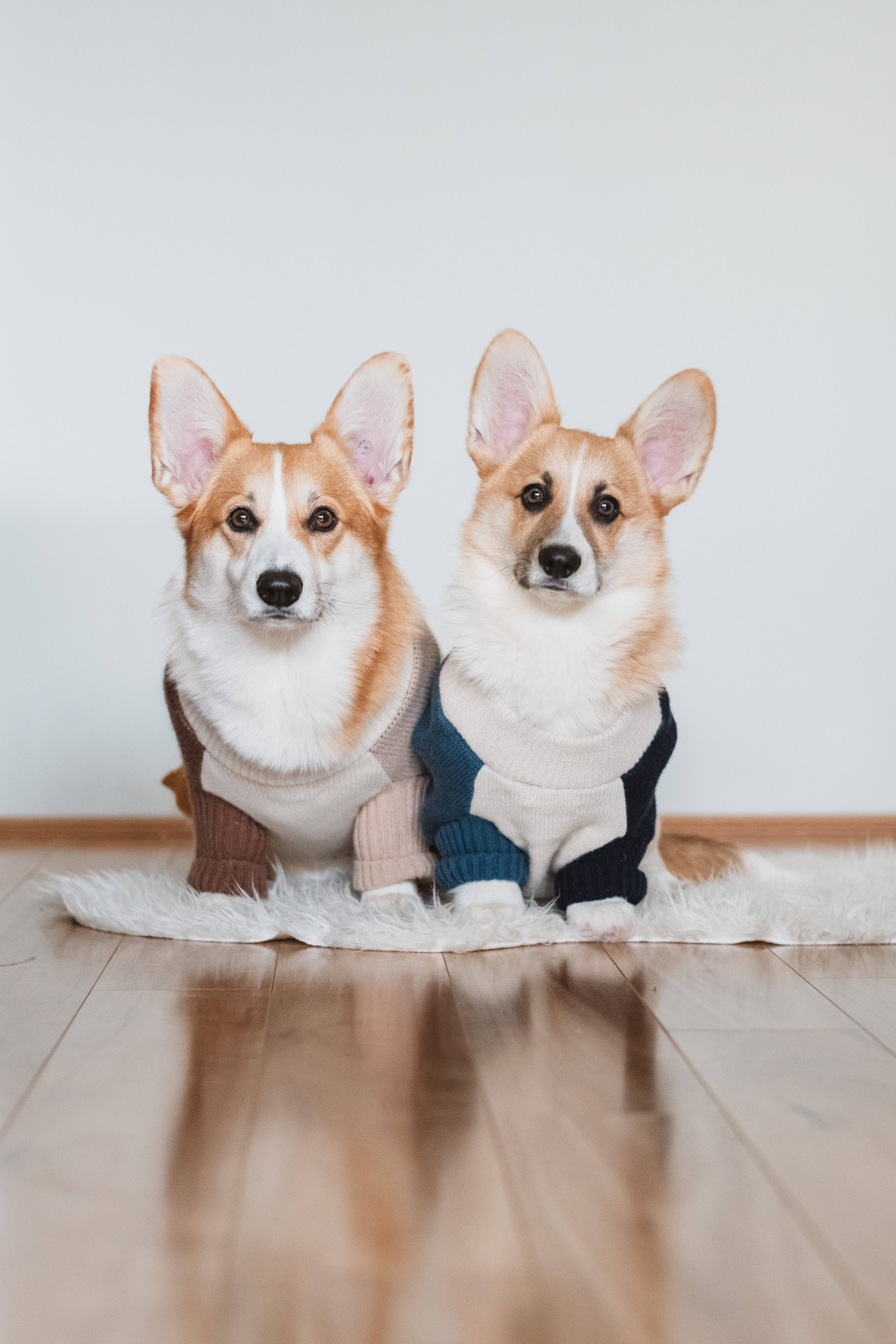 柯基 桌布 壁紙 — 兩隻可愛的柯基犬穿著舒適的毛衣，並排坐在毛絨地毯上，背景是純白牆壁。