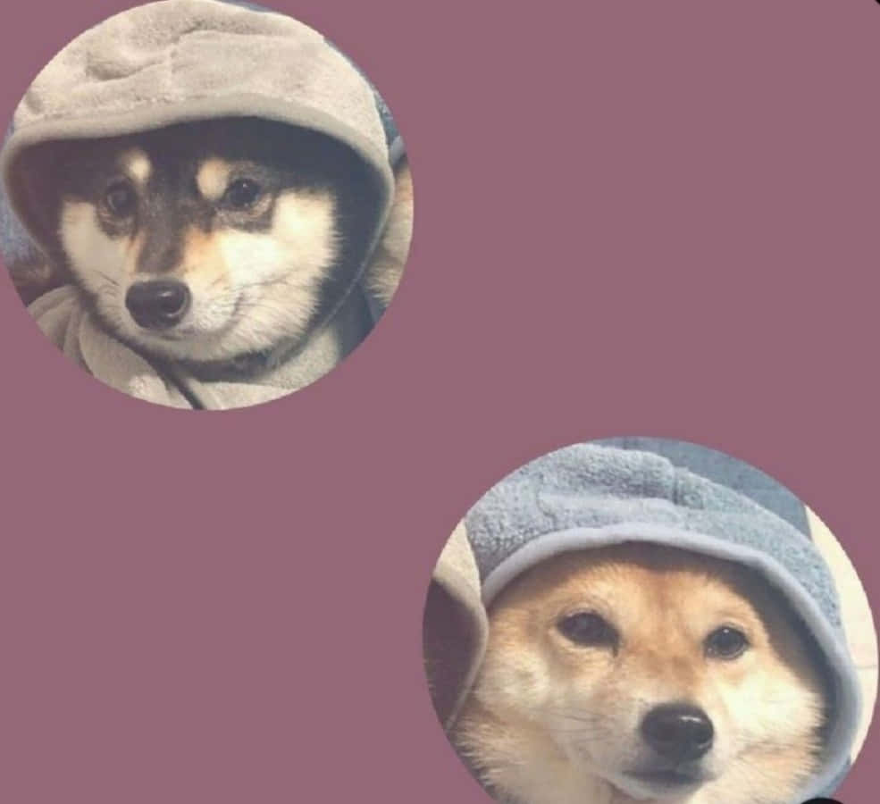 Matching Pfp 桌布 壁紙 — 兩隻可愛的柴犬穿著舒適連帽衫，背景為純紫紅色。