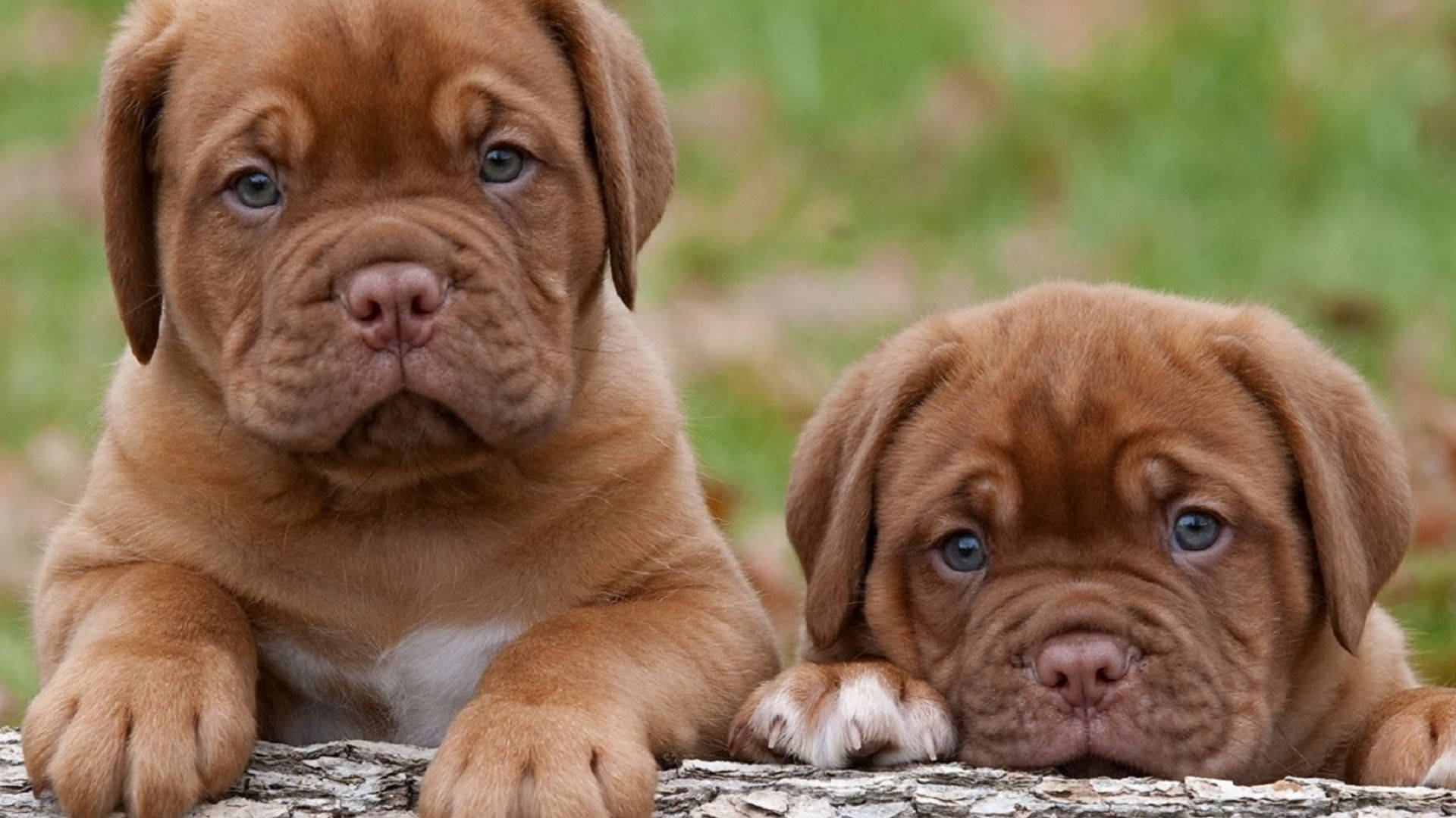 Puppies 桌布 壁紙 — 兩隻可愛的棕色小狗，藍色眼睛，將爪子放在一根木頭上，背景是柔和的綠色草地。