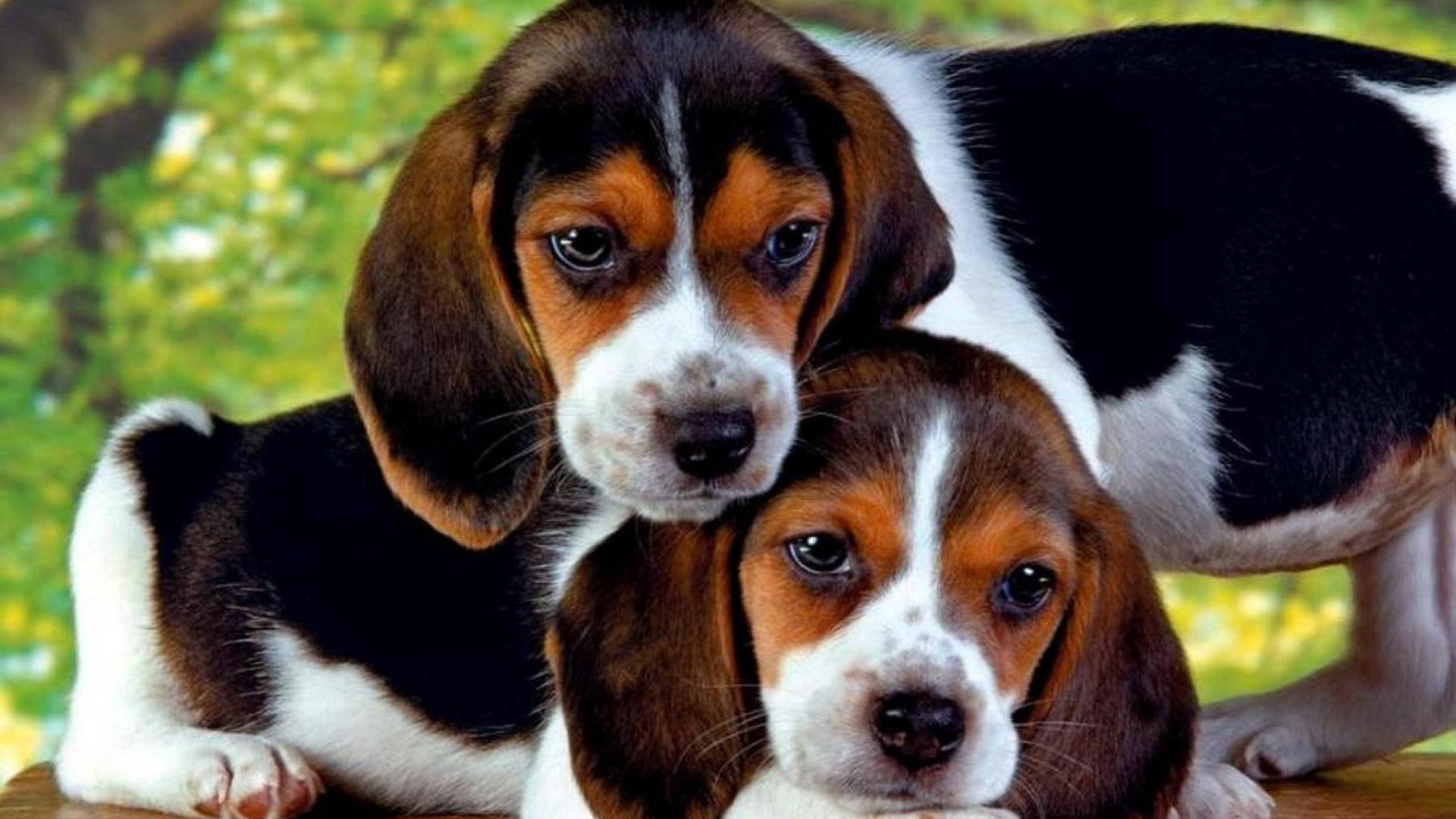 米格魯 桌布 壁紙 — 兩隻可愛的比格犬幼犬，擁有棕色、黑色和白色的毛髮，好奇地凝視著相機，背景是柔和的綠色模糊背景。