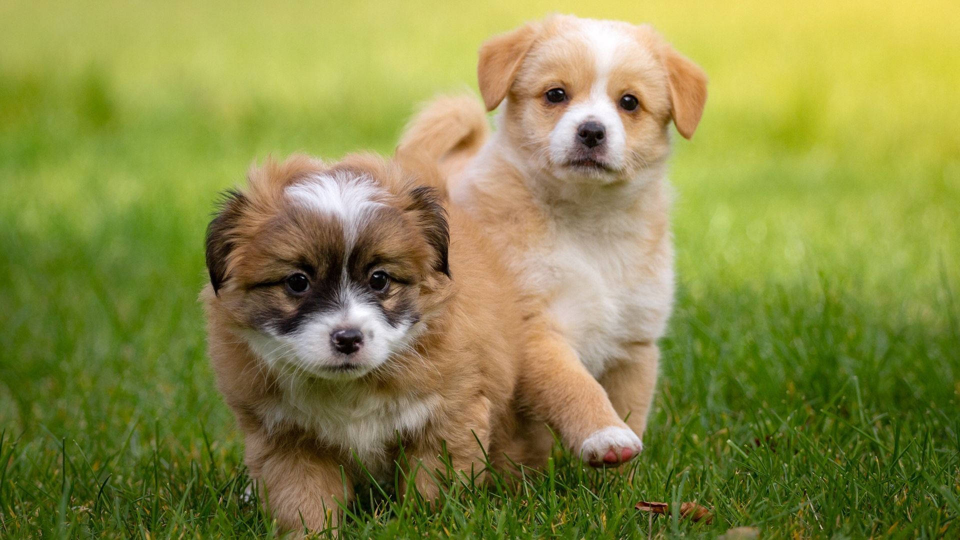 Puppies 桌布 壁紙 — 兩隻可愛的毛茸茸小狗，擁有棕色和白色的毛髮，在陽光明媚的日子裡活潑地小跑過充滿活力的綠色草地。