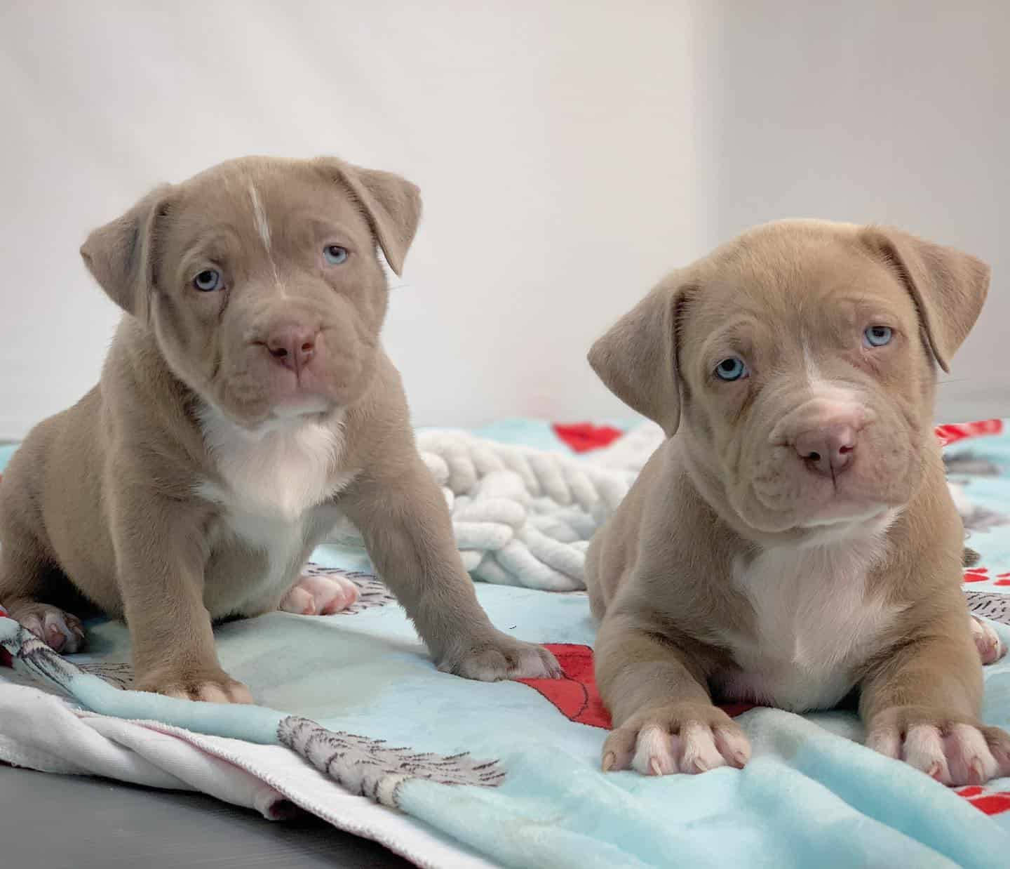 Pitbull Puppies 桌布 壁紙 — 兩隻可愛的淺棕色比特犬幼犬，擁有引人注目的藍色眼睛，坐在柔軟的毯子上向前凝視。