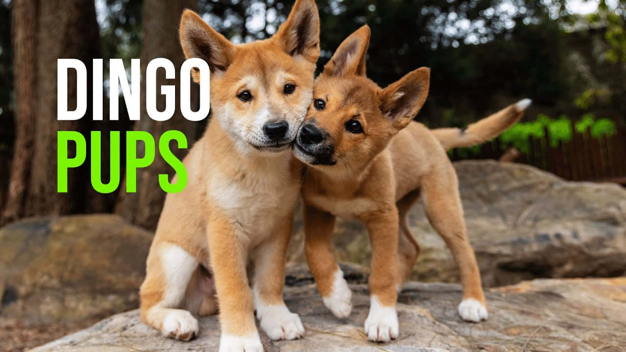 動物 桌布 壁紙 — 兩隻可愛的澳洲野狗幼犬，擁有蓬鬆的黃褐色毛髮和白色腳掌，在森林中一塊陽光普照的岩石上親暱地磨蹭。