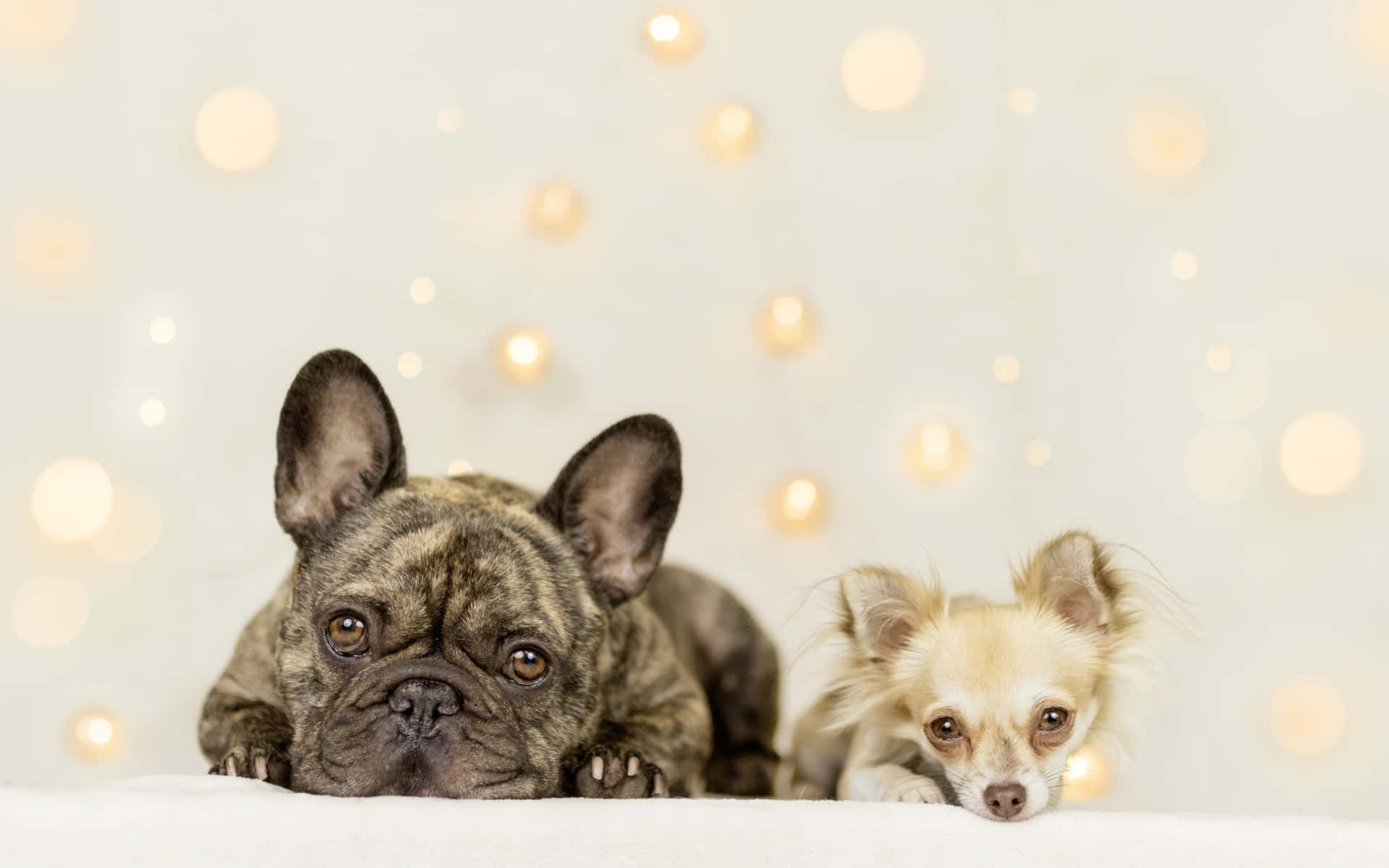 Chihuahua 桌布 壁紙 — 兩隻可愛的狗，一隻虎斑法國鬥牛犬和一隻毛茸茸的吉娃娃，從白色表面探出頭來，背景是溫暖燈光的柔和散景。