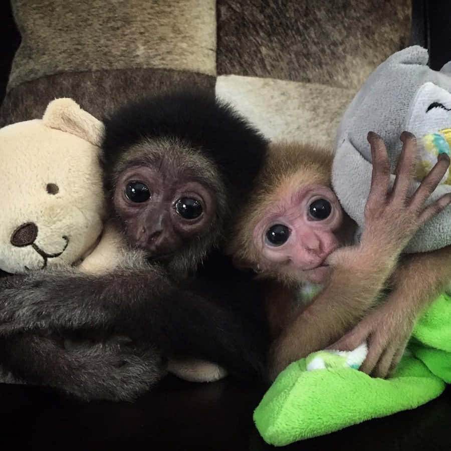 Baby Monkey 桌布 壁紙 — 兩隻可愛的猴寶寶在舒適的有紋理沙發上抱著填充玩具依偎在一起。