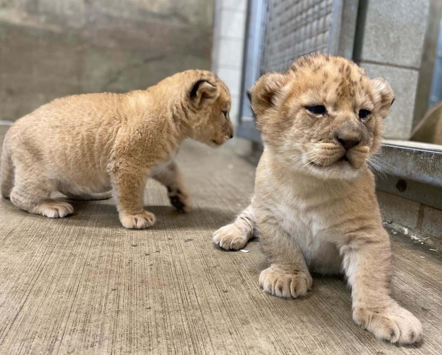 Baby Lion 桌布 壁紙 — 兩隻可愛的獅子寶寶，一隻警覺地坐著，另一隻好奇地在金屬欄杆附近的混凝土上行走。