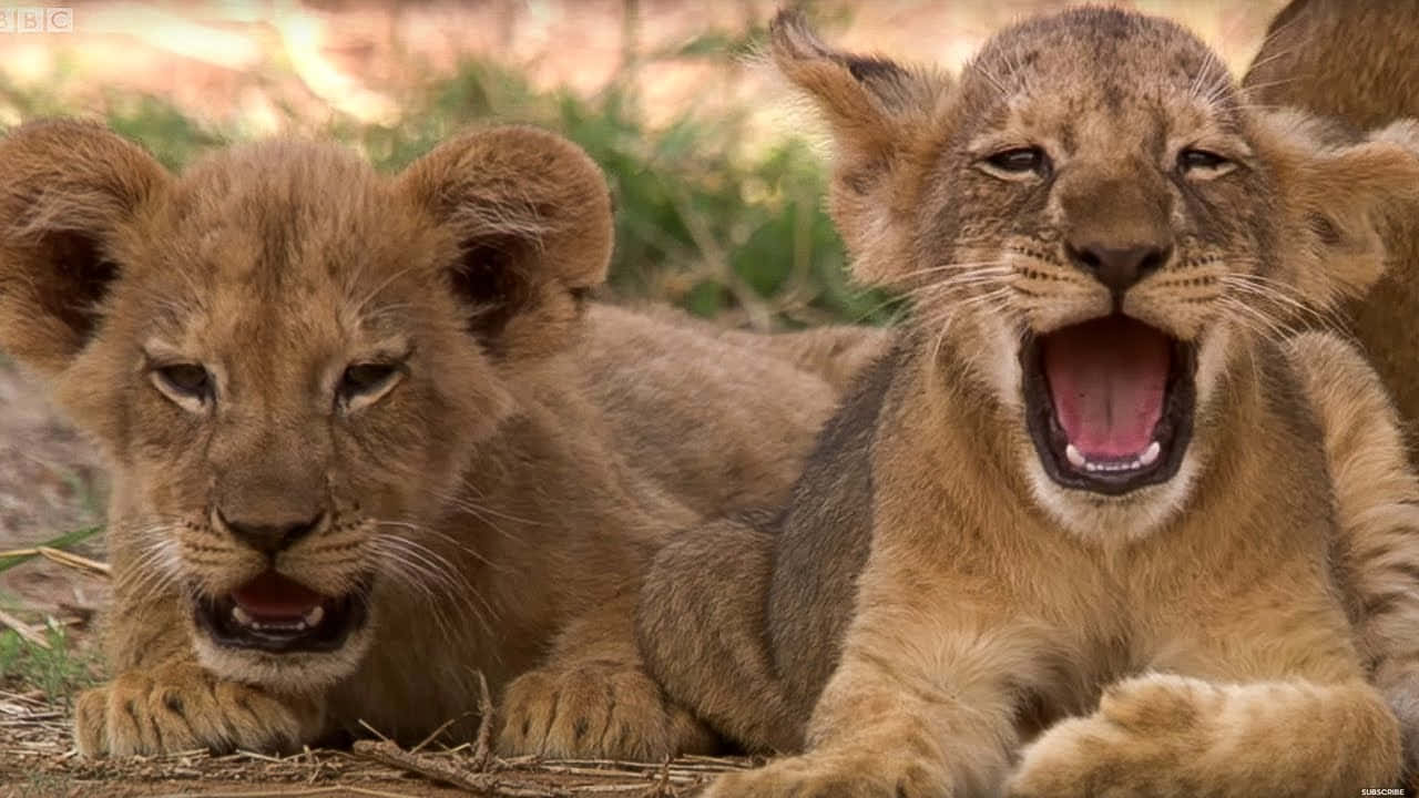 Baby Lion 桌布 壁紙 — 兩隻可愛的獅子寶寶在乾草上休息，一隻張大嘴巴打哈欠，另一隻冷靜地凝視