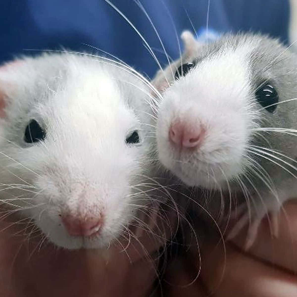 Rat 桌布 壁紙 — 兩隻可愛的白灰色老鼠好奇地望著鏡頭，同時被輕輕地捧在一個人的手中。