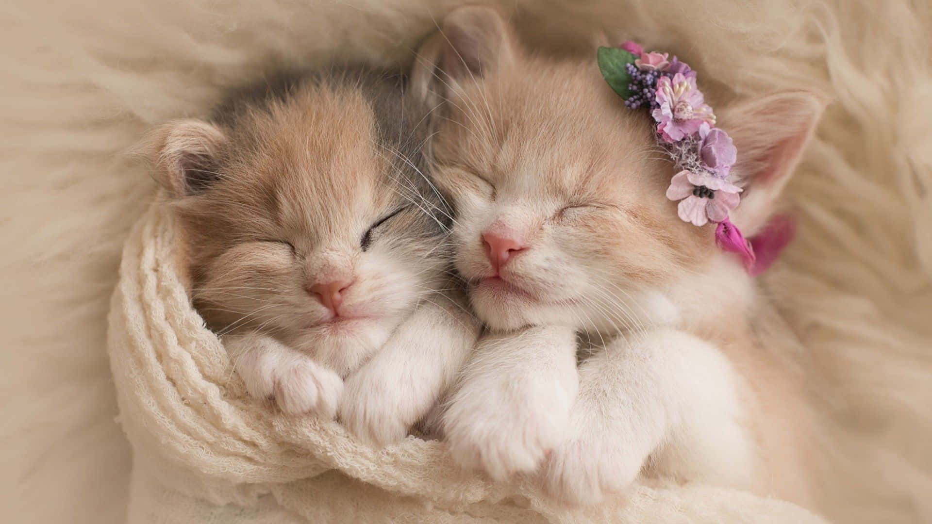 cute kitty 桌布 壁紙 — 兩隻可愛的睡夢中小貓依偎在柔軟的奶油色針織毯中，其中一隻戴著精緻的花冠。