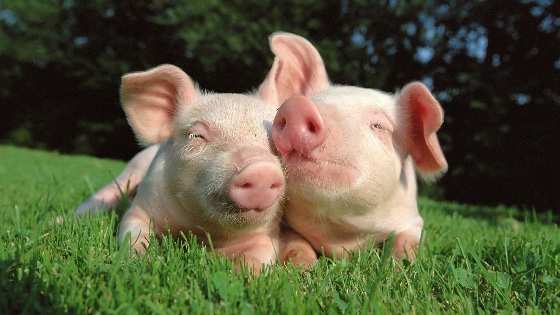 Pig 桌布 壁紙 — 兩隻可愛的粉紅色小豬在明亮的陽光下，身後有樹木，在充滿活力的綠草上休息。