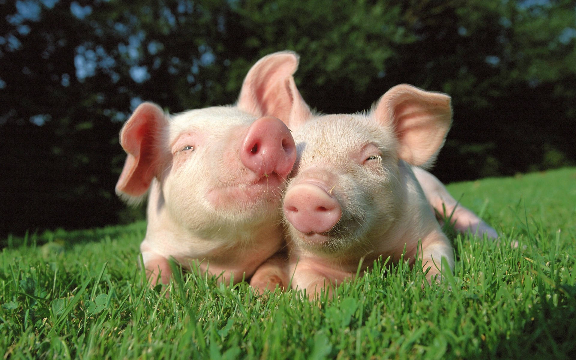 Pig 桌布 壁紙 — 兩隻可愛的粉紅色小豬在鮮綠色的草地上依偎在一起，背景有樹木，陽光普照。
