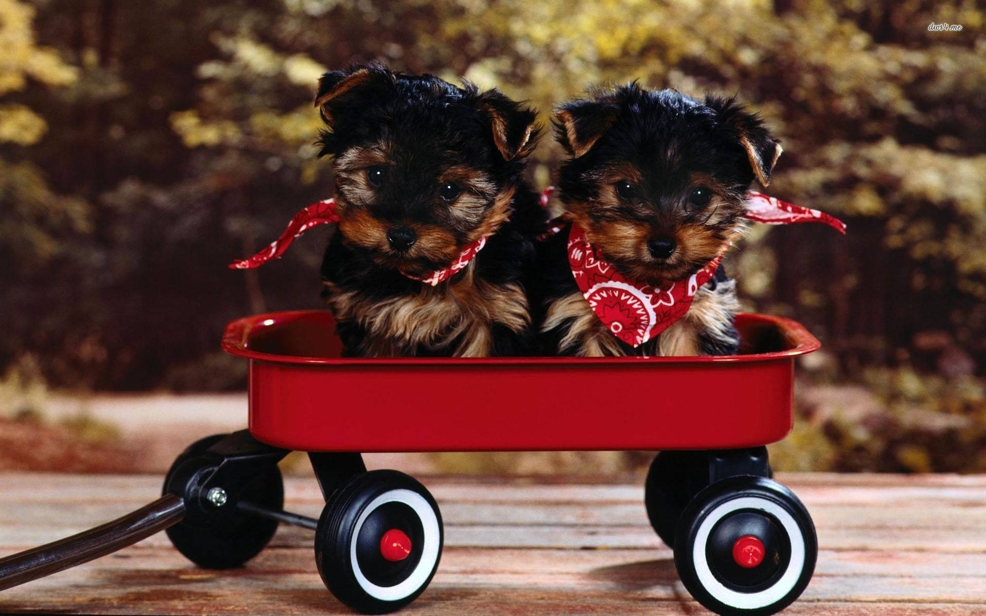 yorkie 桌布 壁紙 — 兩隻可愛的約克夏㹴小狗戴著紅色頭巾，並排坐在木甲板上的一輛鮮紅色手推車裡。
