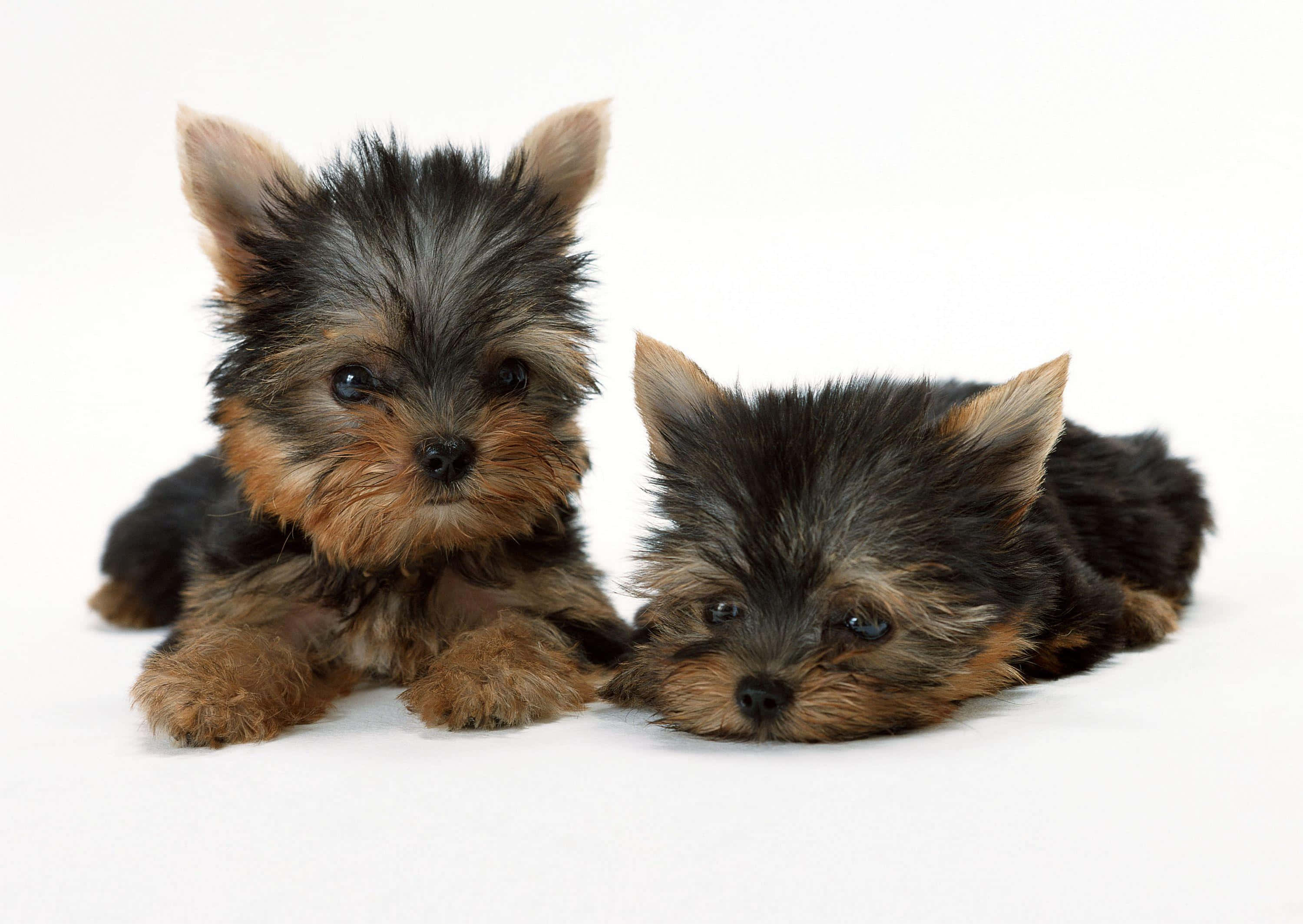 yorkie 桌布 壁紙 — 兩隻可愛的約克夏㹴幼犬，擁有蓬鬆的黑色和棕褐色毛髮，躺在純淨的白色背景上，一隻向前看，另一隻低著頭休息。
