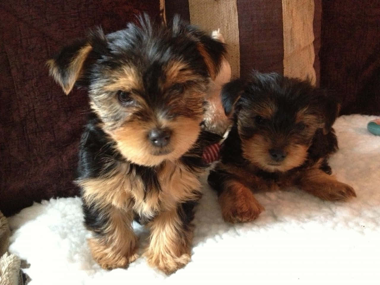 Teacup Yorkie 桌布 壁紙 — 兩隻可愛的約克夏㹴幼犬，擁有蓬鬆的黑色和棕褐色毛髮，坐在白色蓬鬆毛毯上，背景為深色紋理。