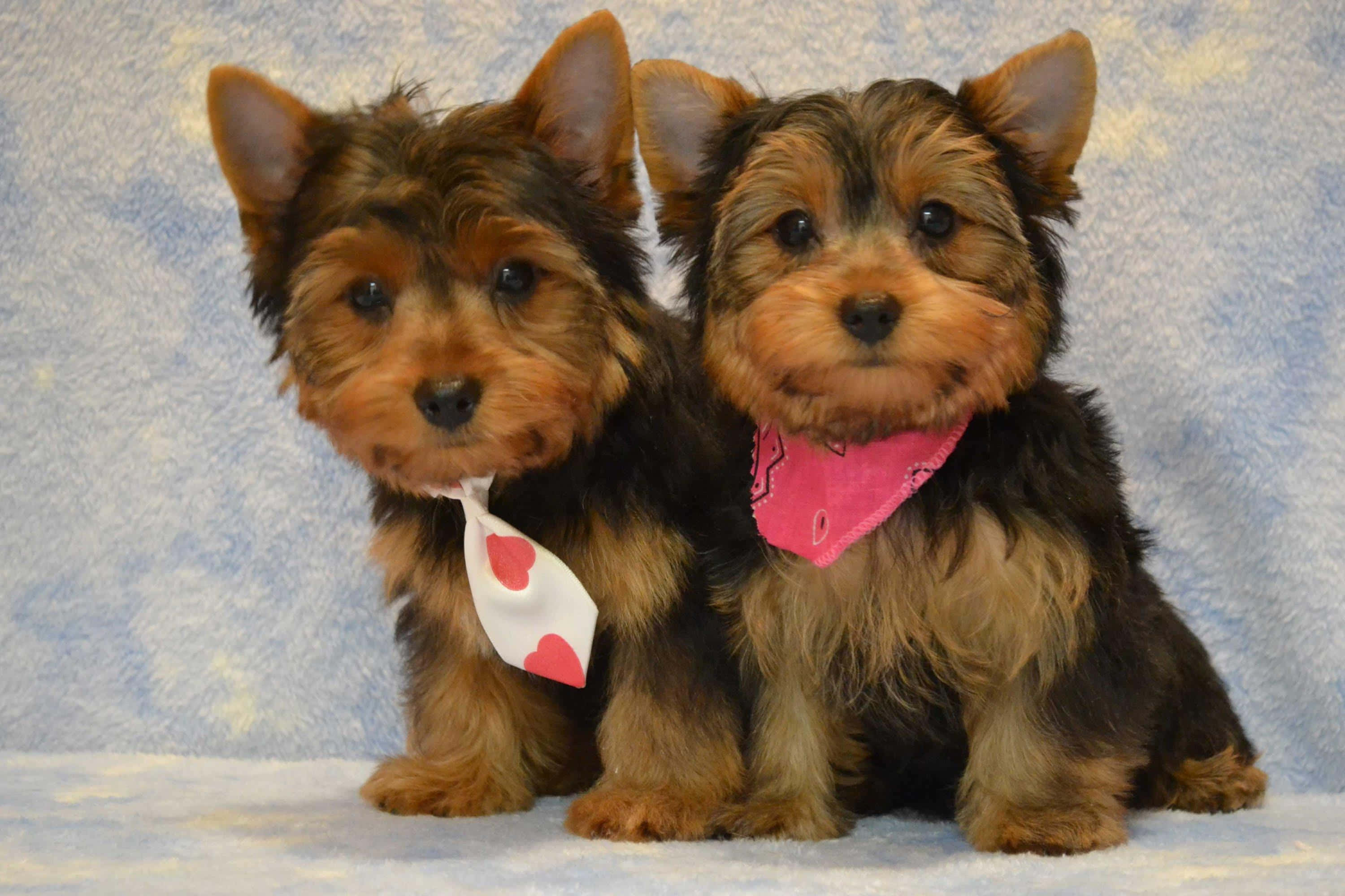 yorkie 桌布 壁紙 — 兩隻可愛的約克夏㹴幼犬並排而坐，戴著心形圖案的頭巾，背景是柔和的藍色紋理。