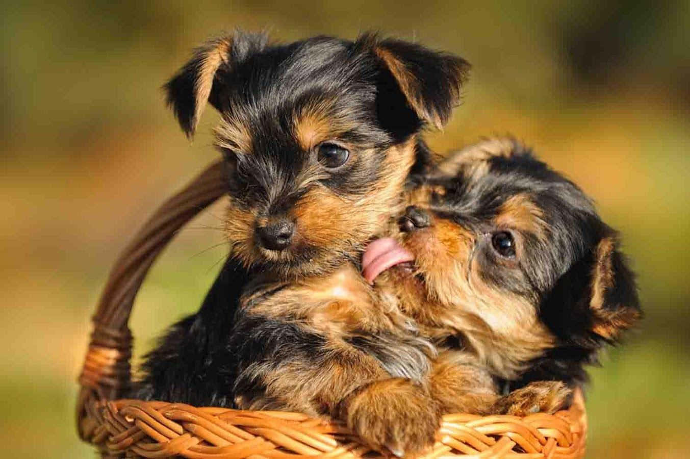 Teacup Yorkie 桌布 壁紙 — 兩隻可愛的約克夏㹴幼犬在編織籃中依偎在一起，其中一隻舔著另一隻的臉。